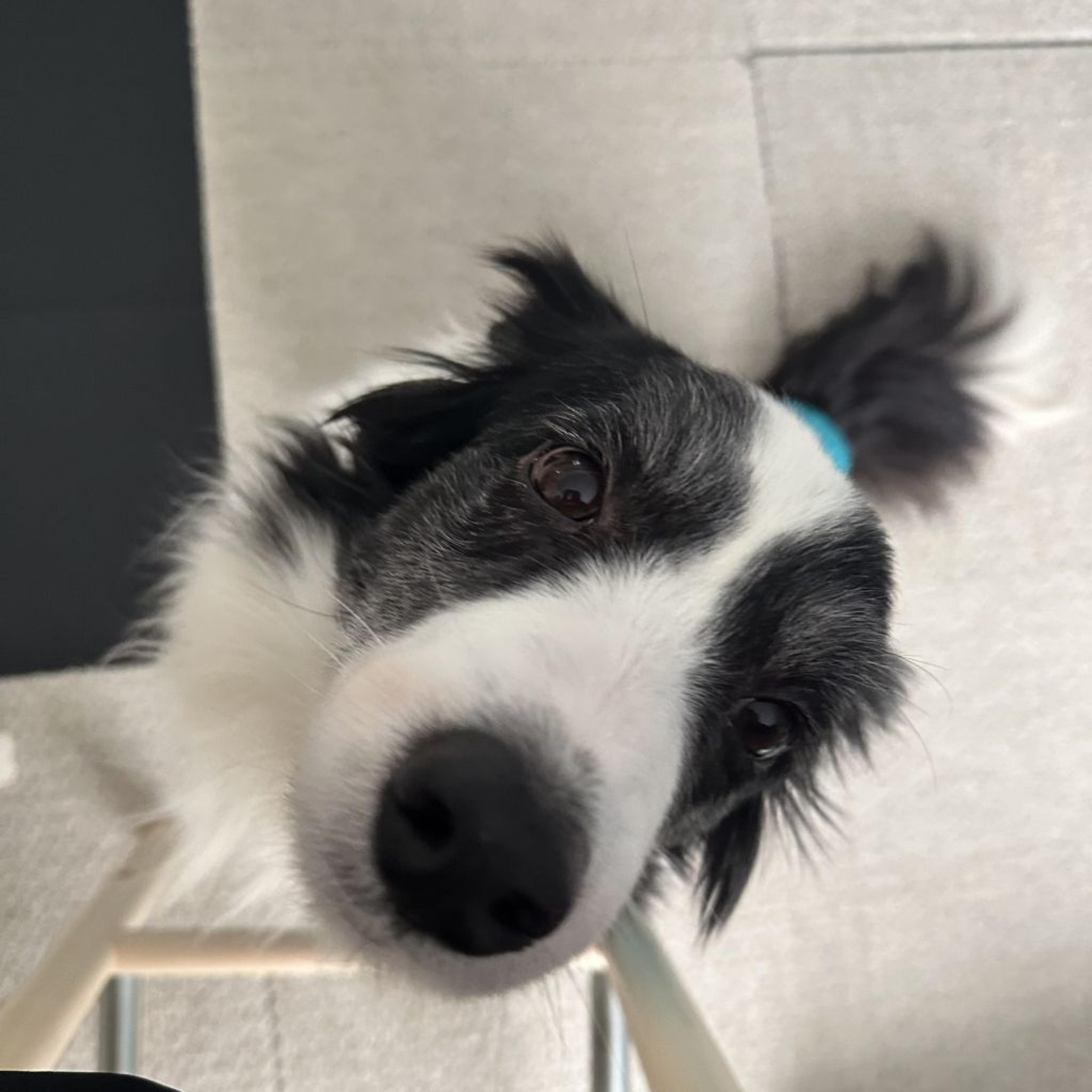 pet-image-4