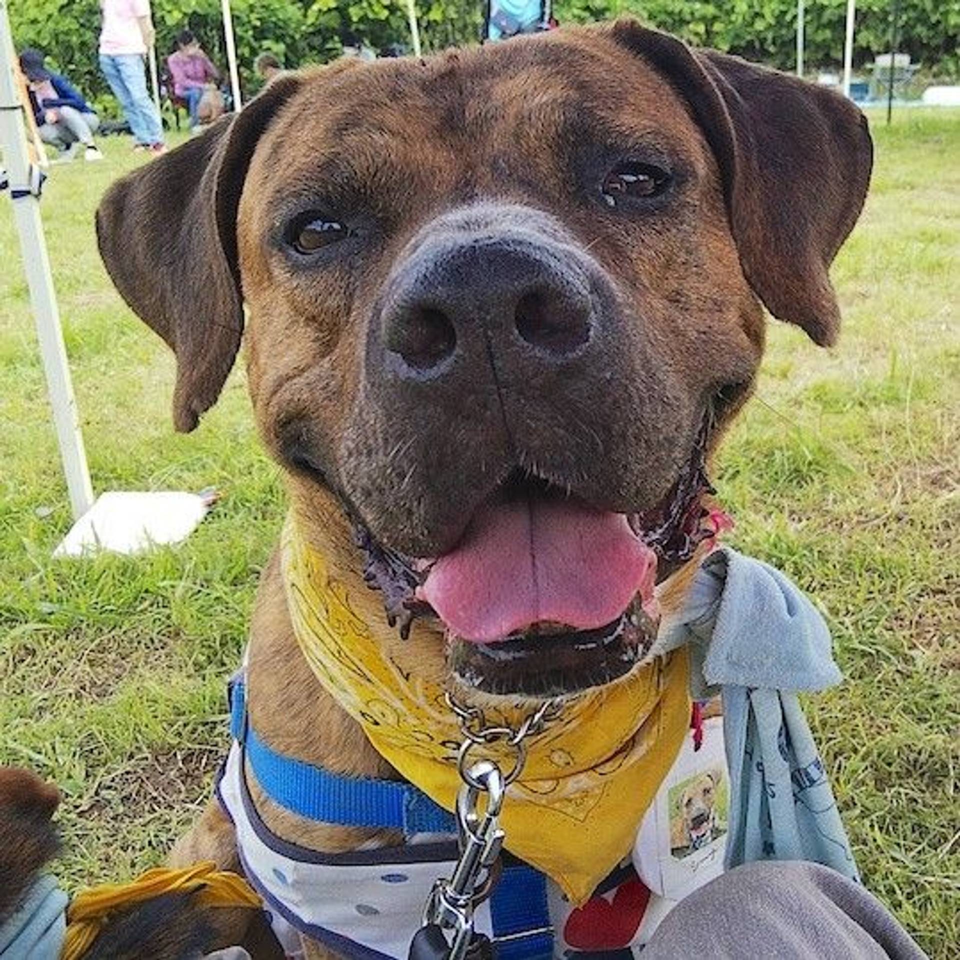 雑種（ミックス犬）・メスの里親募集の写真