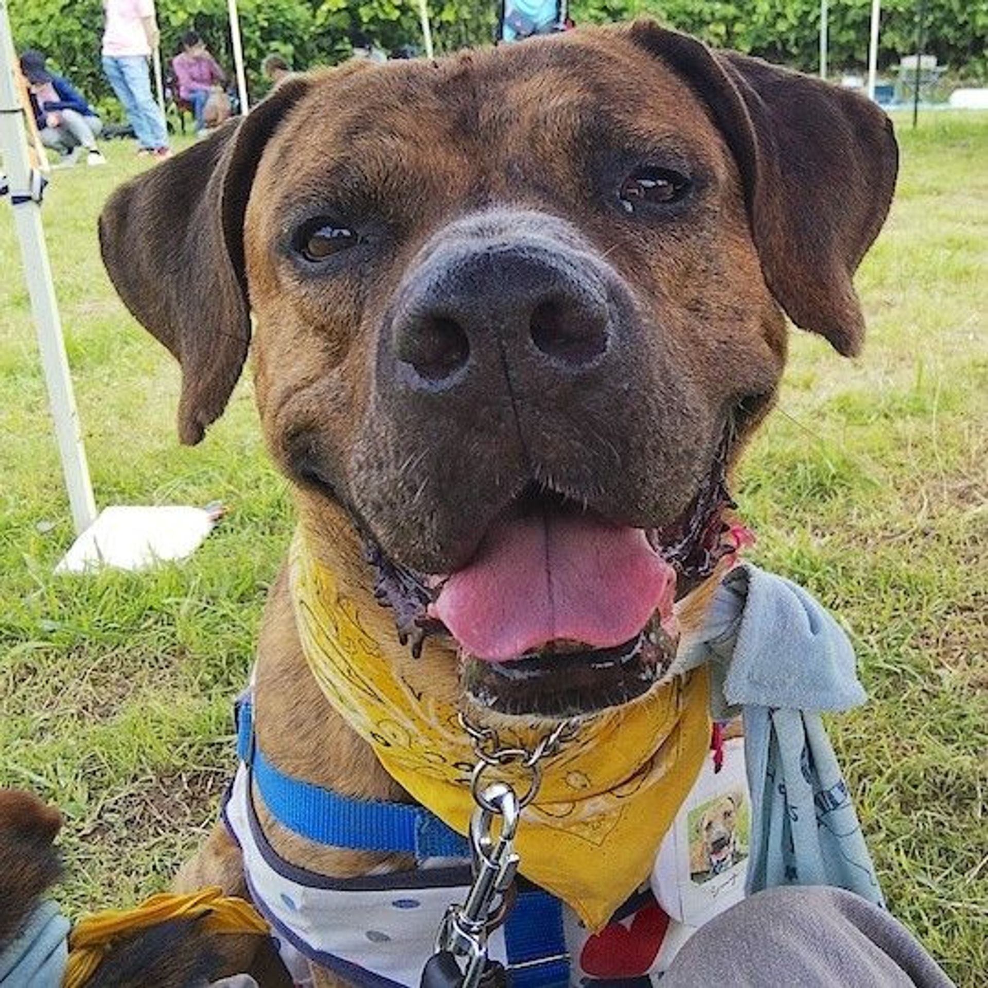 雑種（ミックス犬）・メスの里親募集の写真