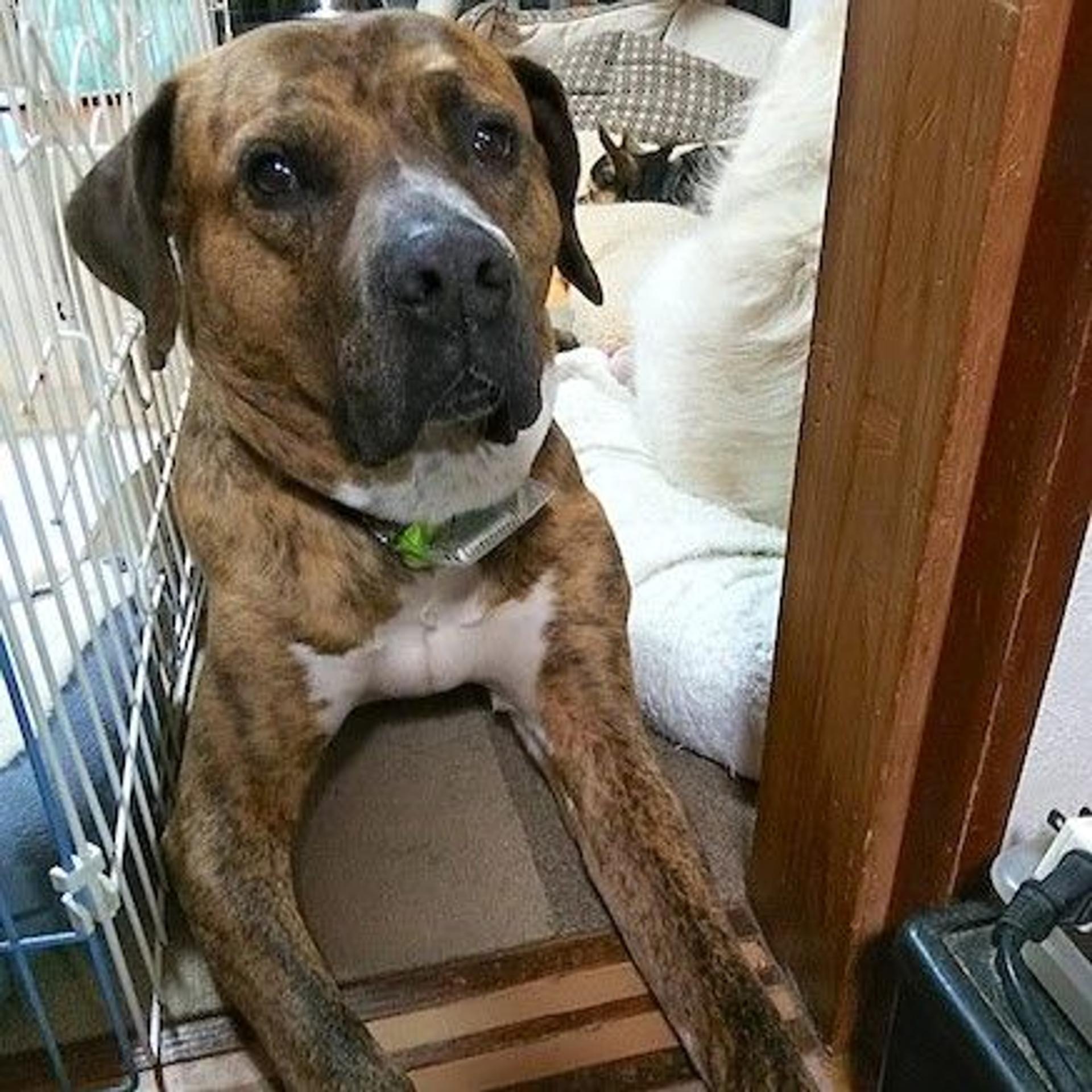pet-image-2