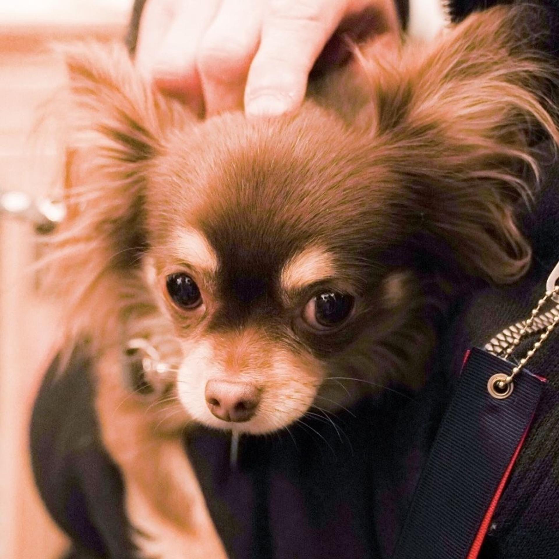 pet-image-4