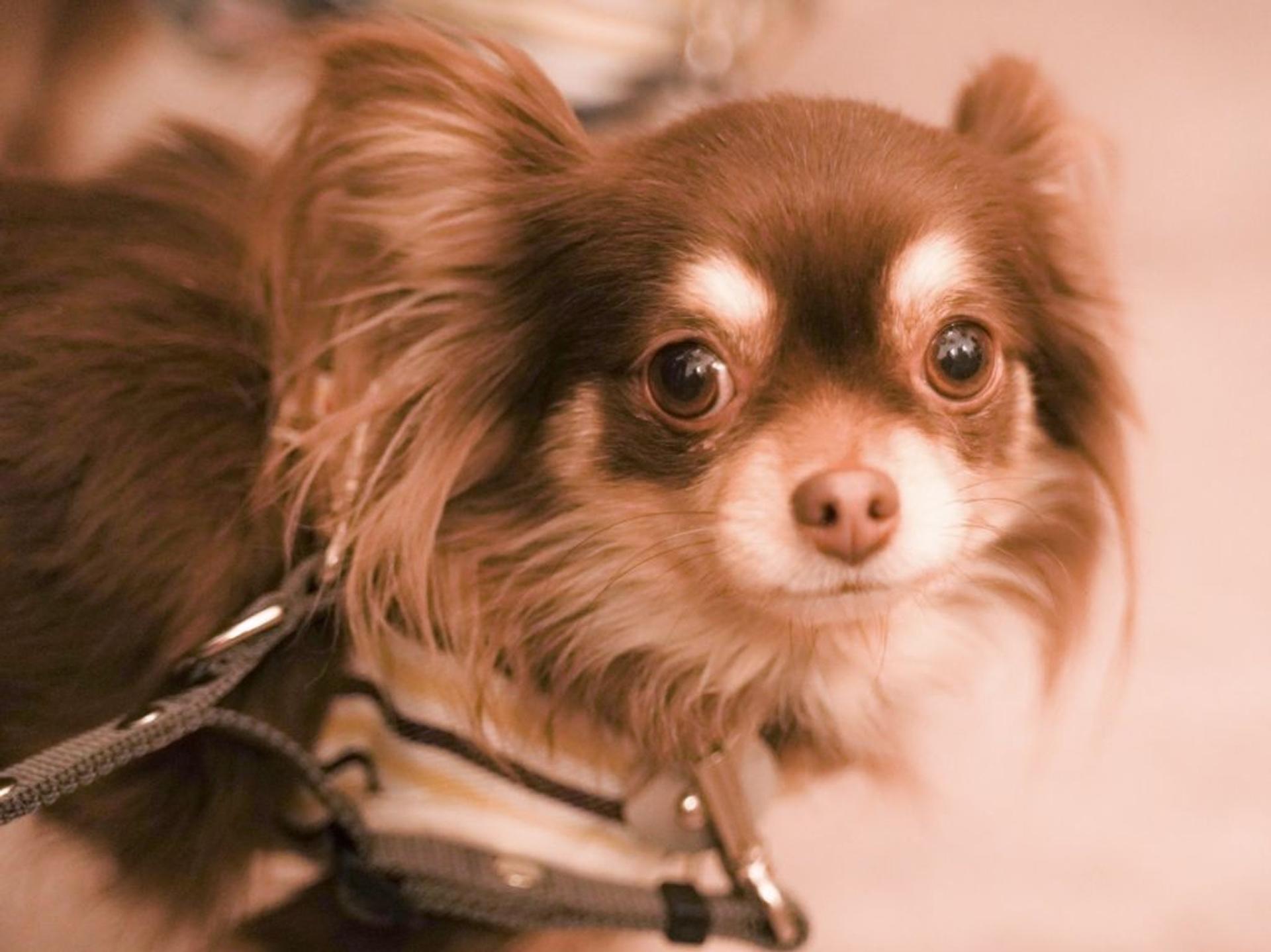 pet-image-6