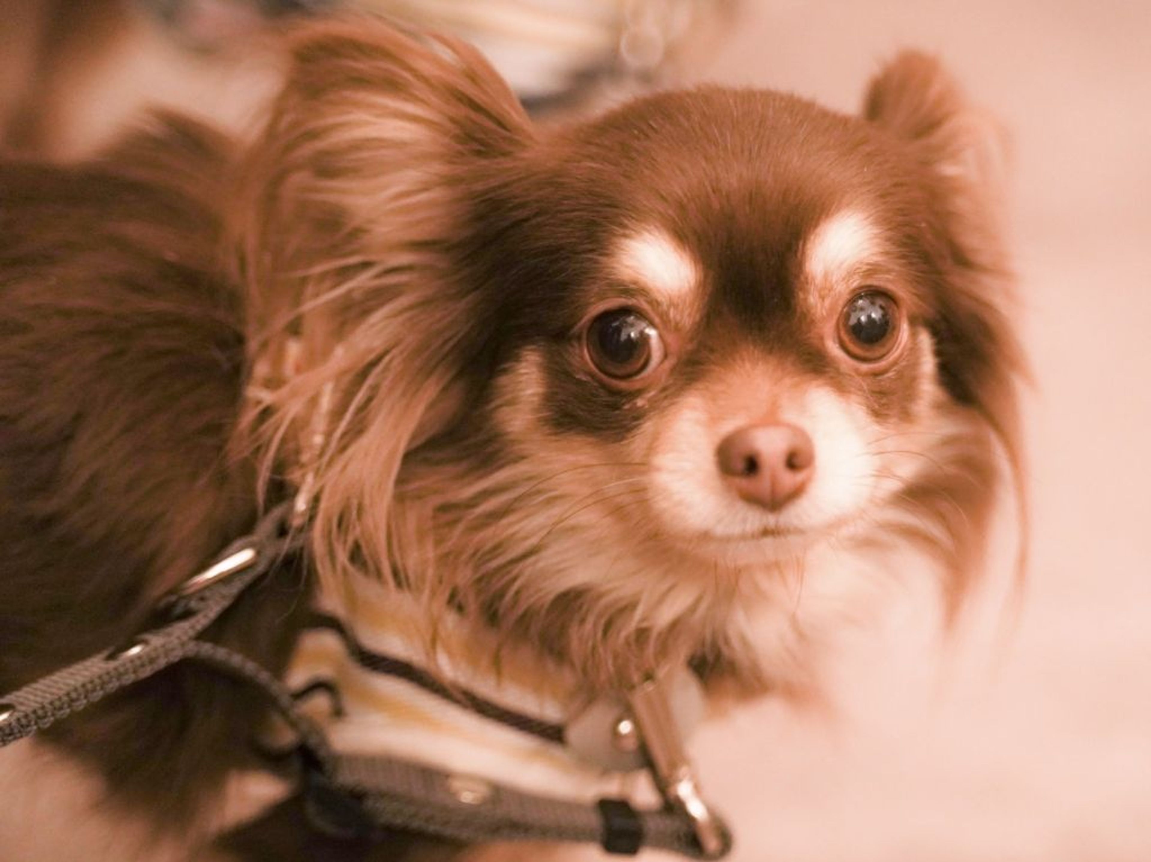 pet-image-6