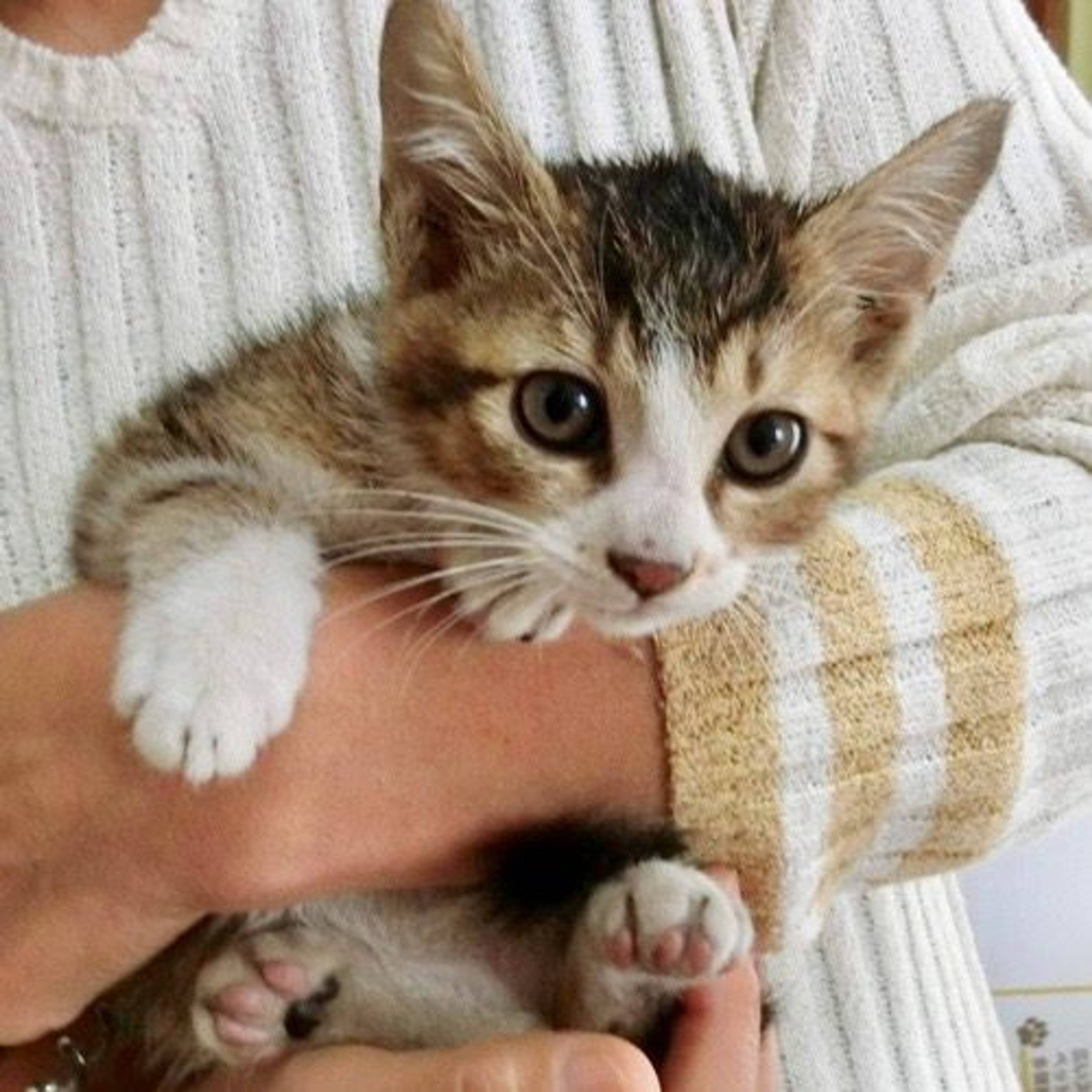 雑種（ミックス猫）・オスの里親募集の写真