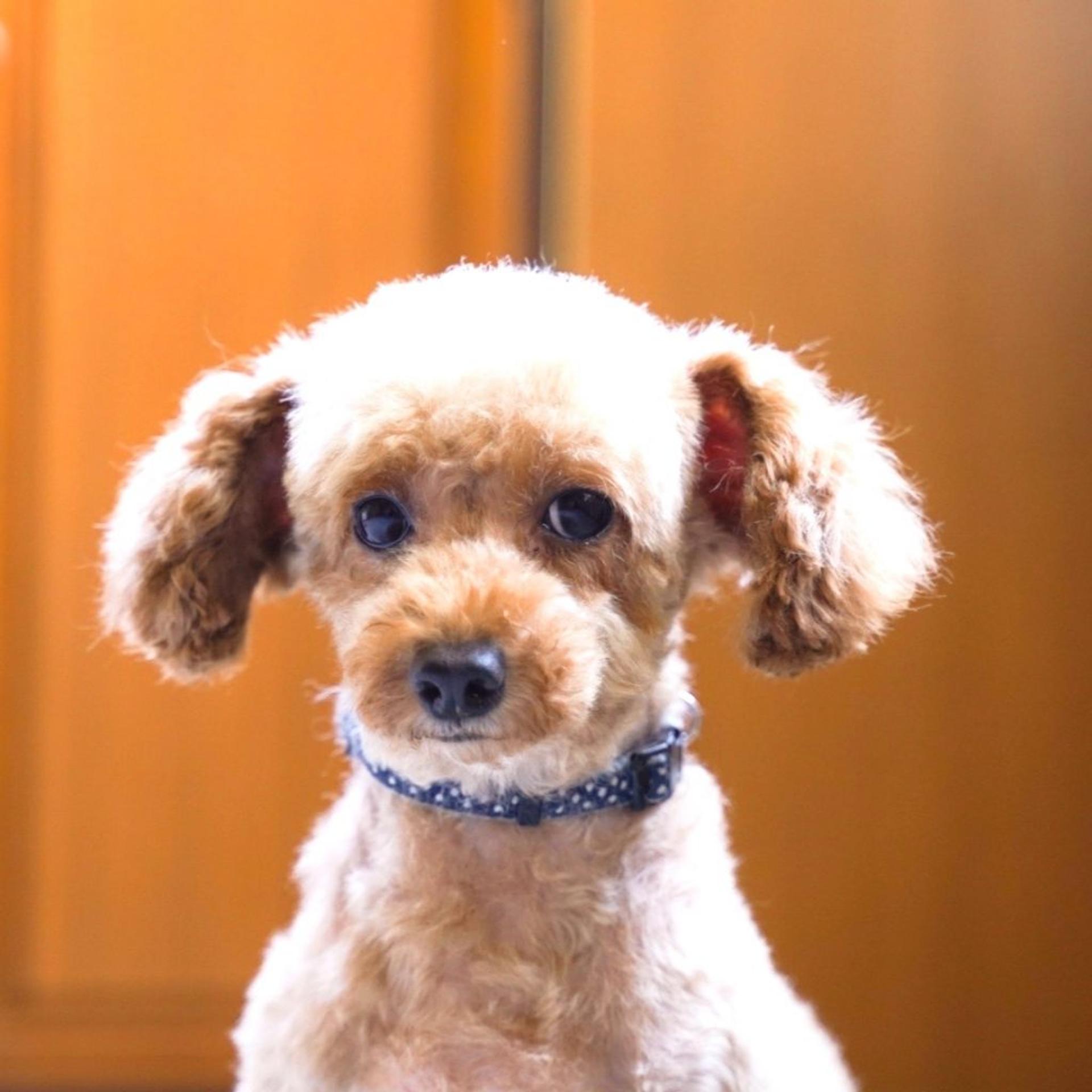 pet-image-2