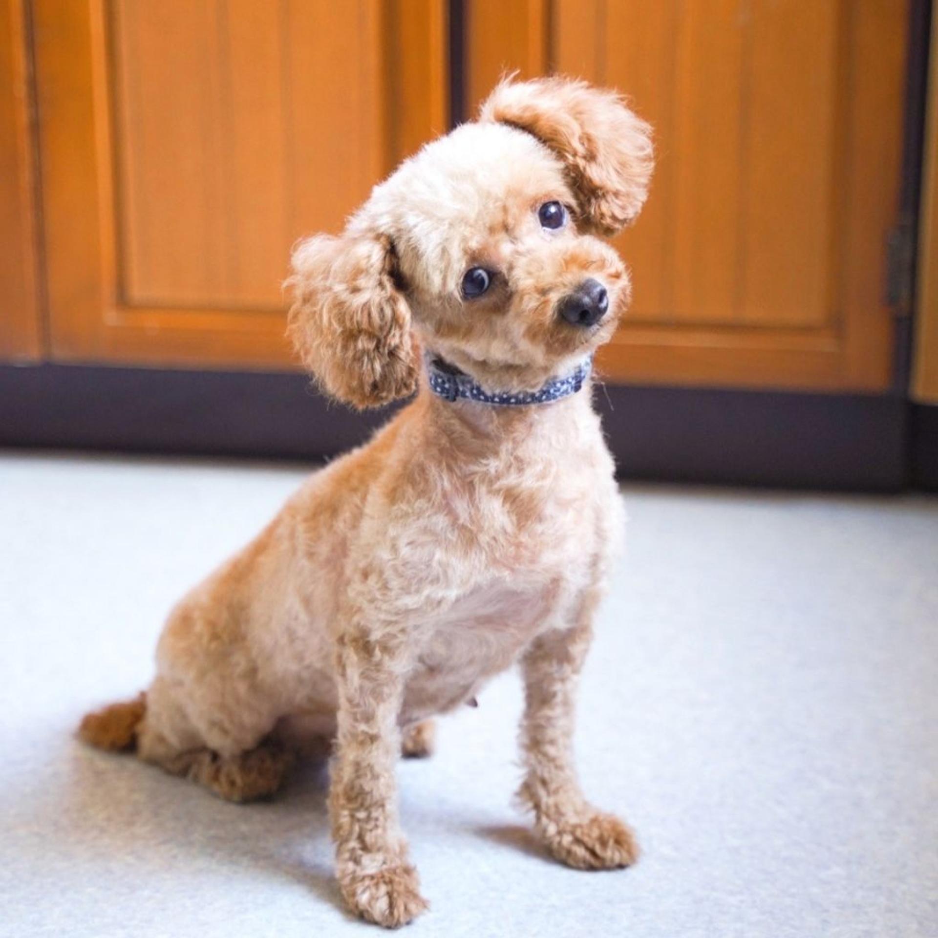 pet-image-4