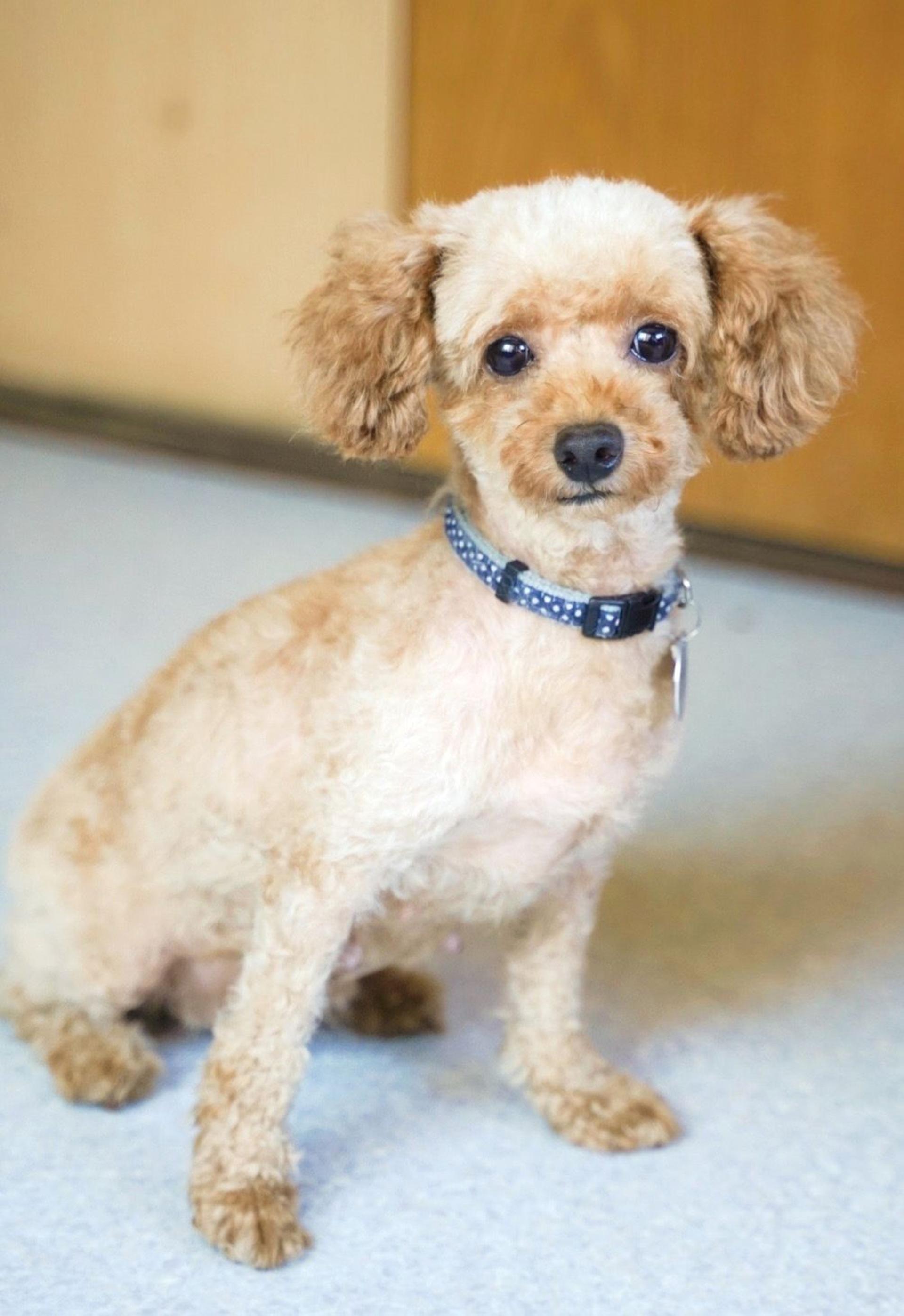 pet-image-5