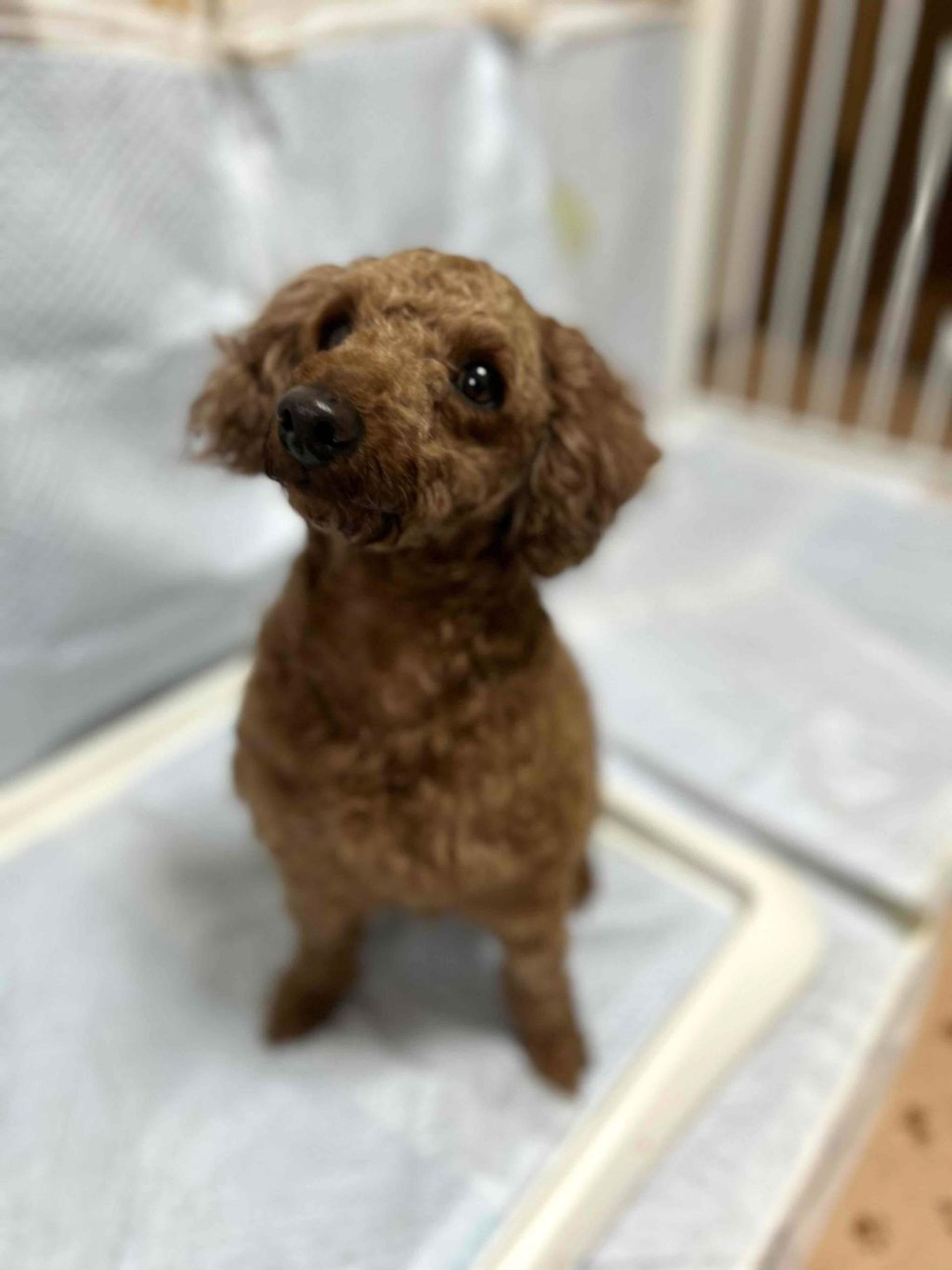 pet-image-3