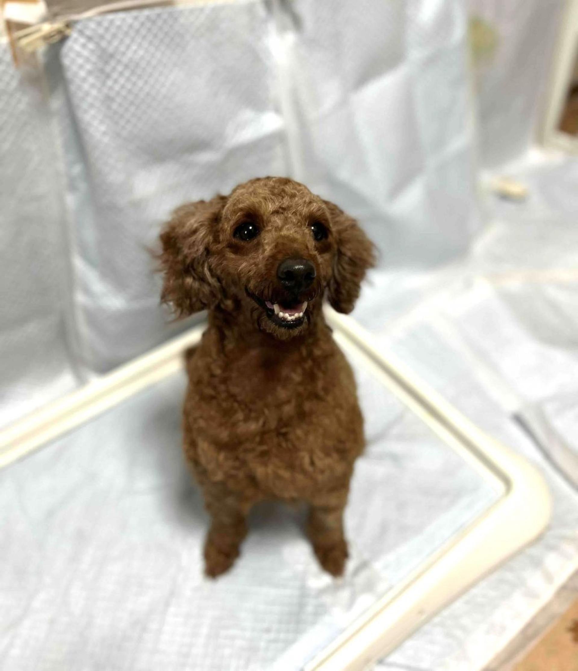pet-image-4