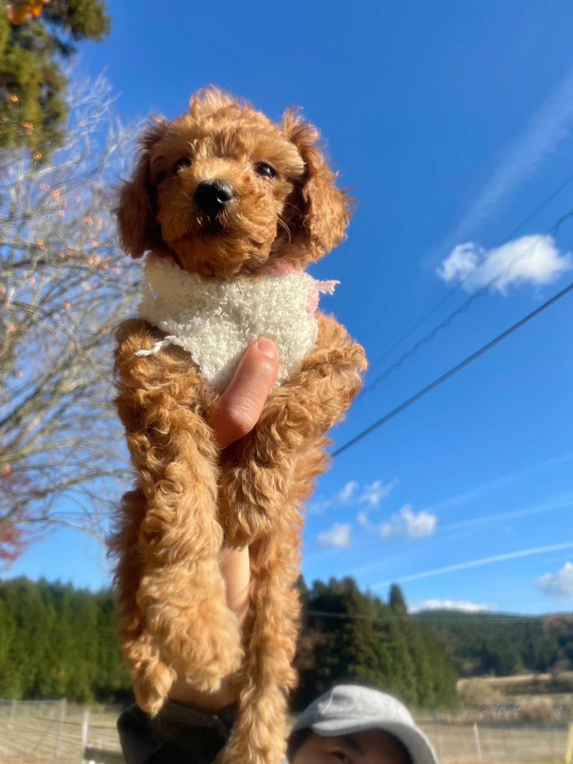 pet-image-4