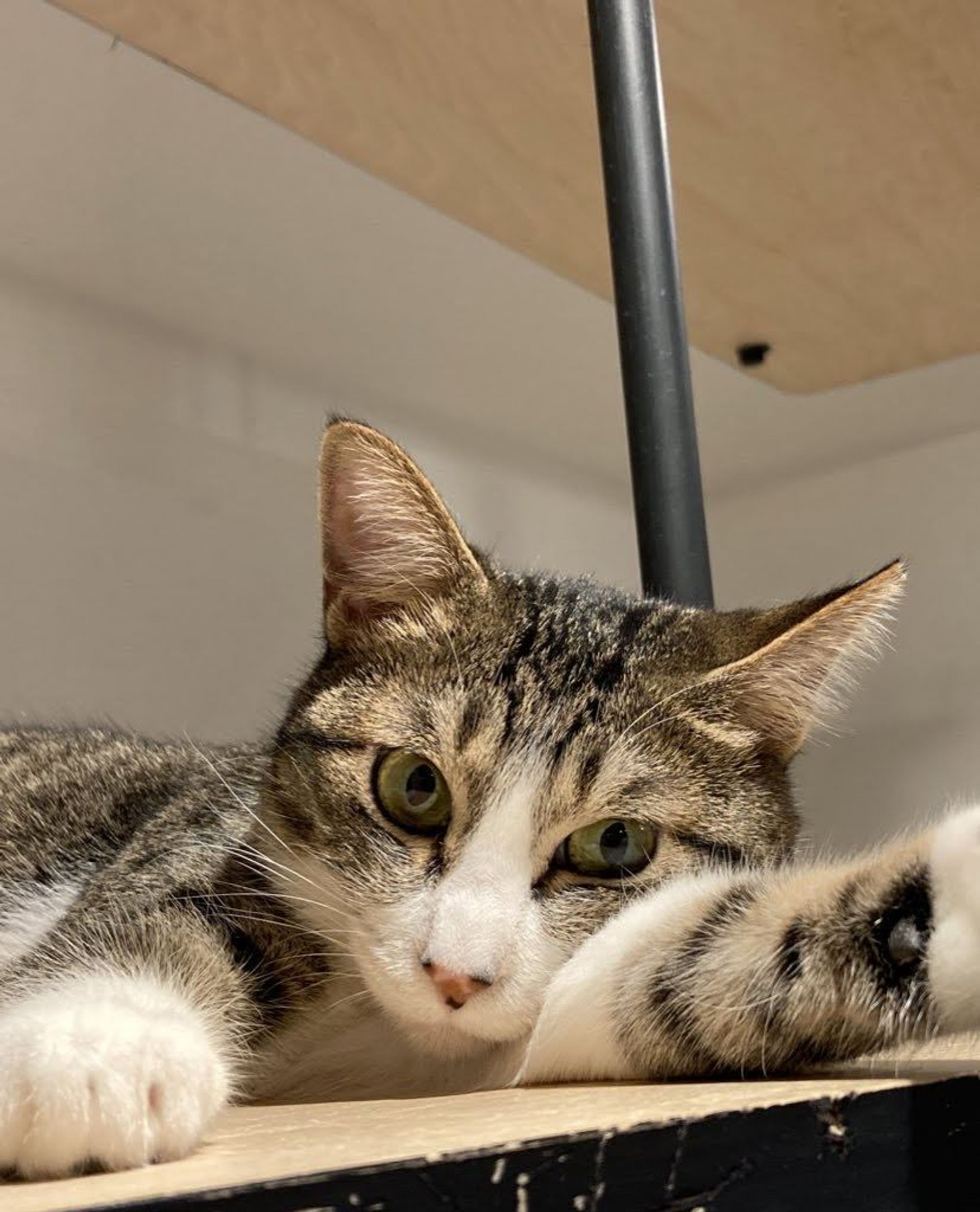 雑種（ミックス猫）・メスの里親募集の写真