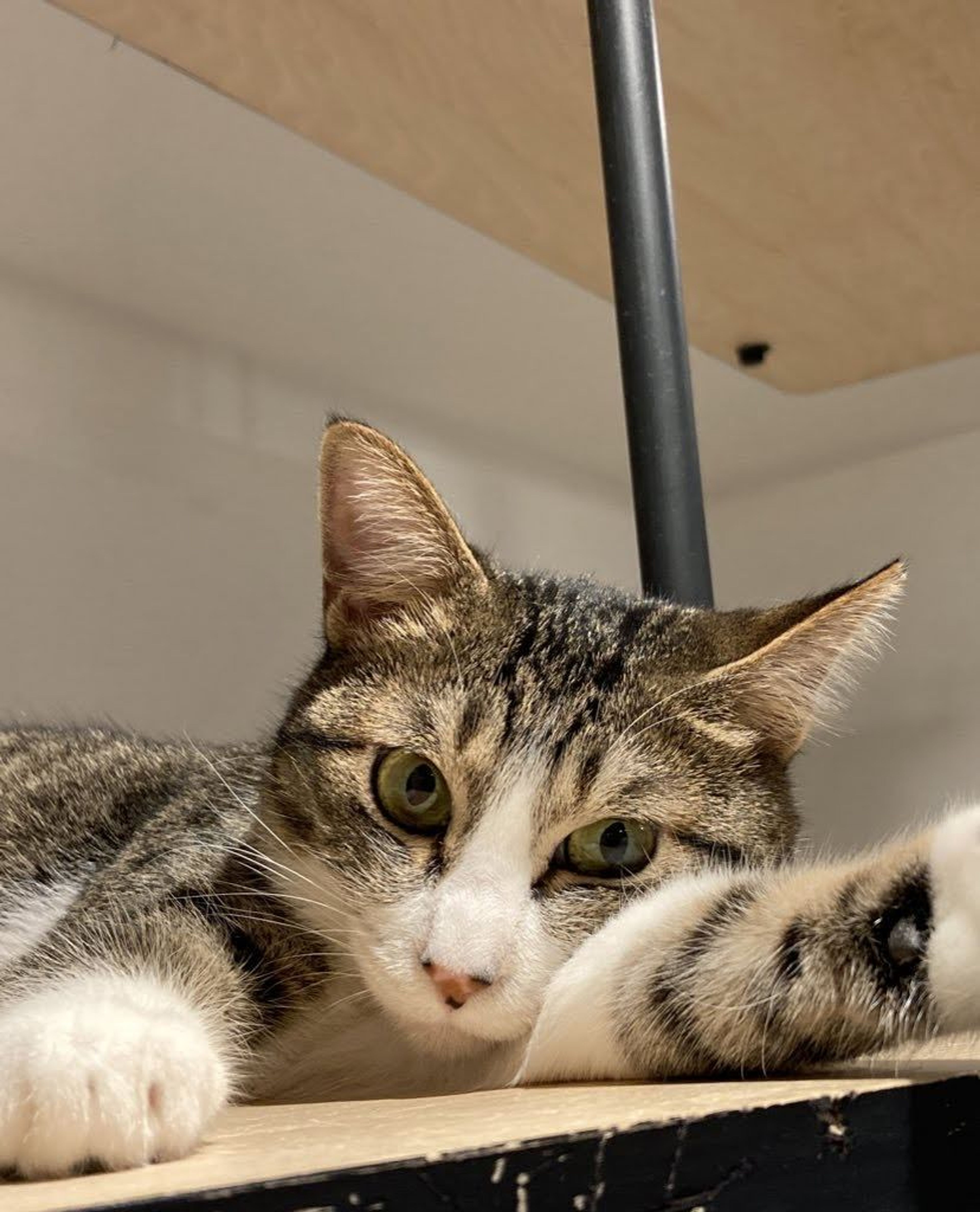 雑種（ミックス猫）・メスの里親募集の写真