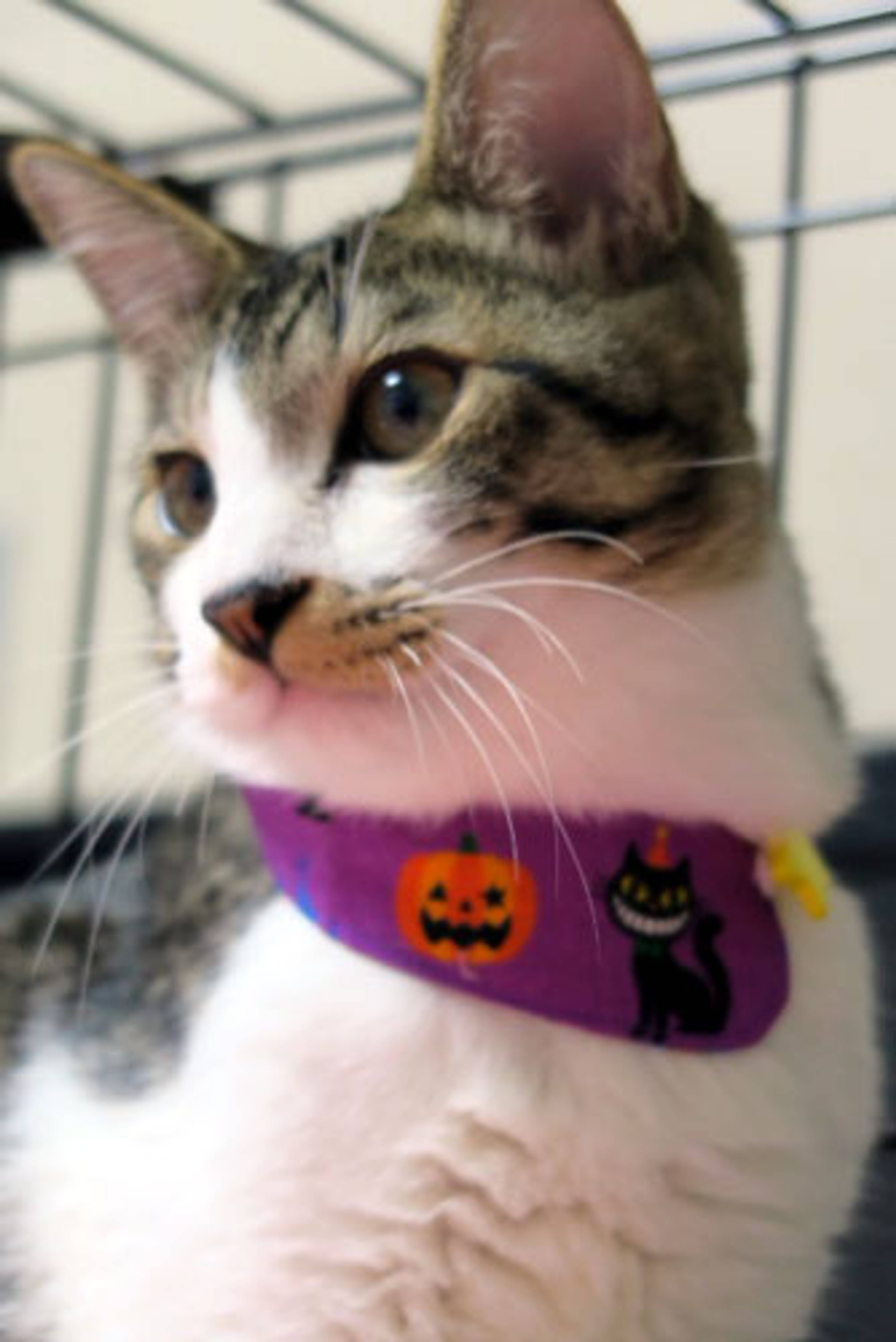 雑種（ミックス猫）・オスの里親募集の写真