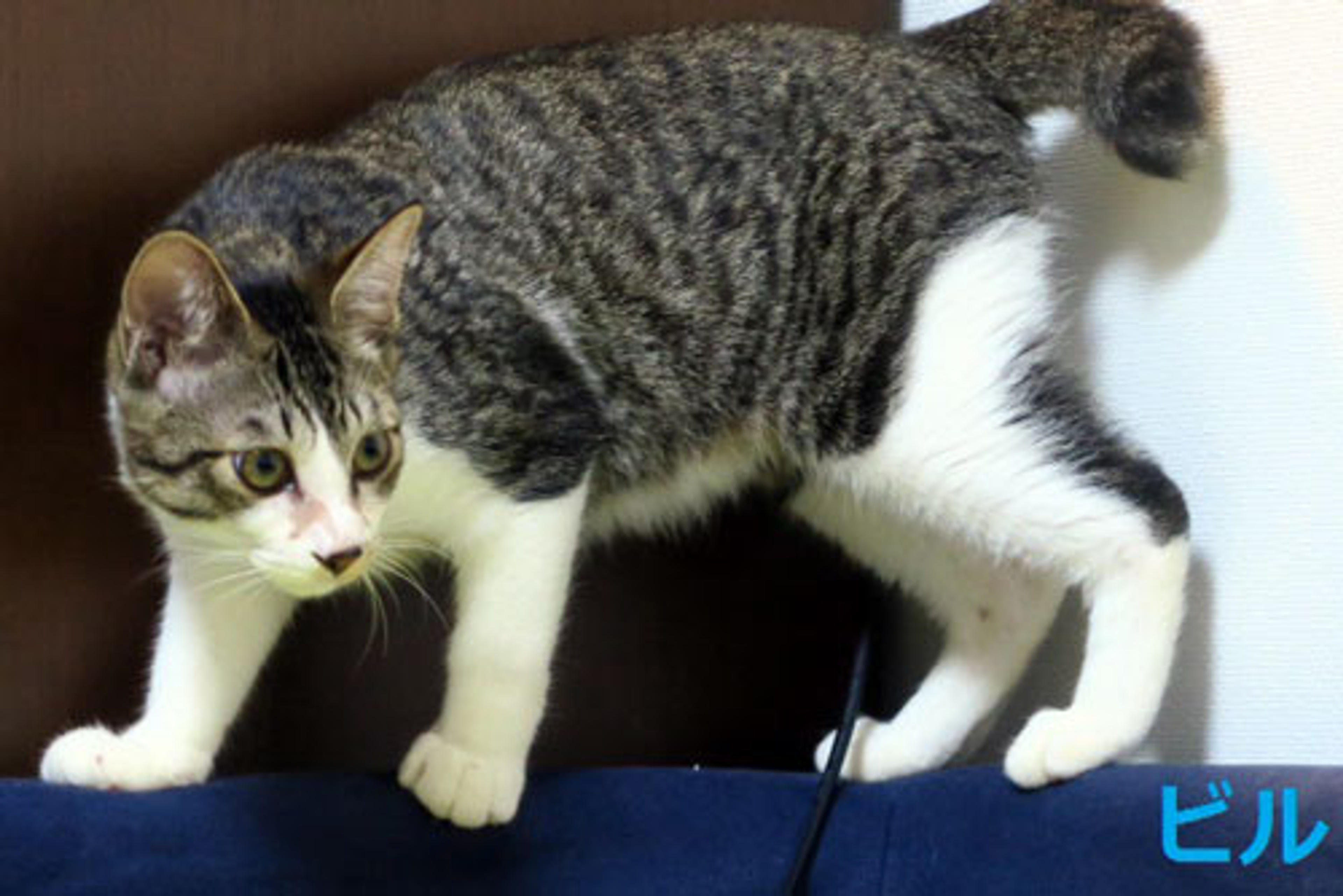 pet-image-3