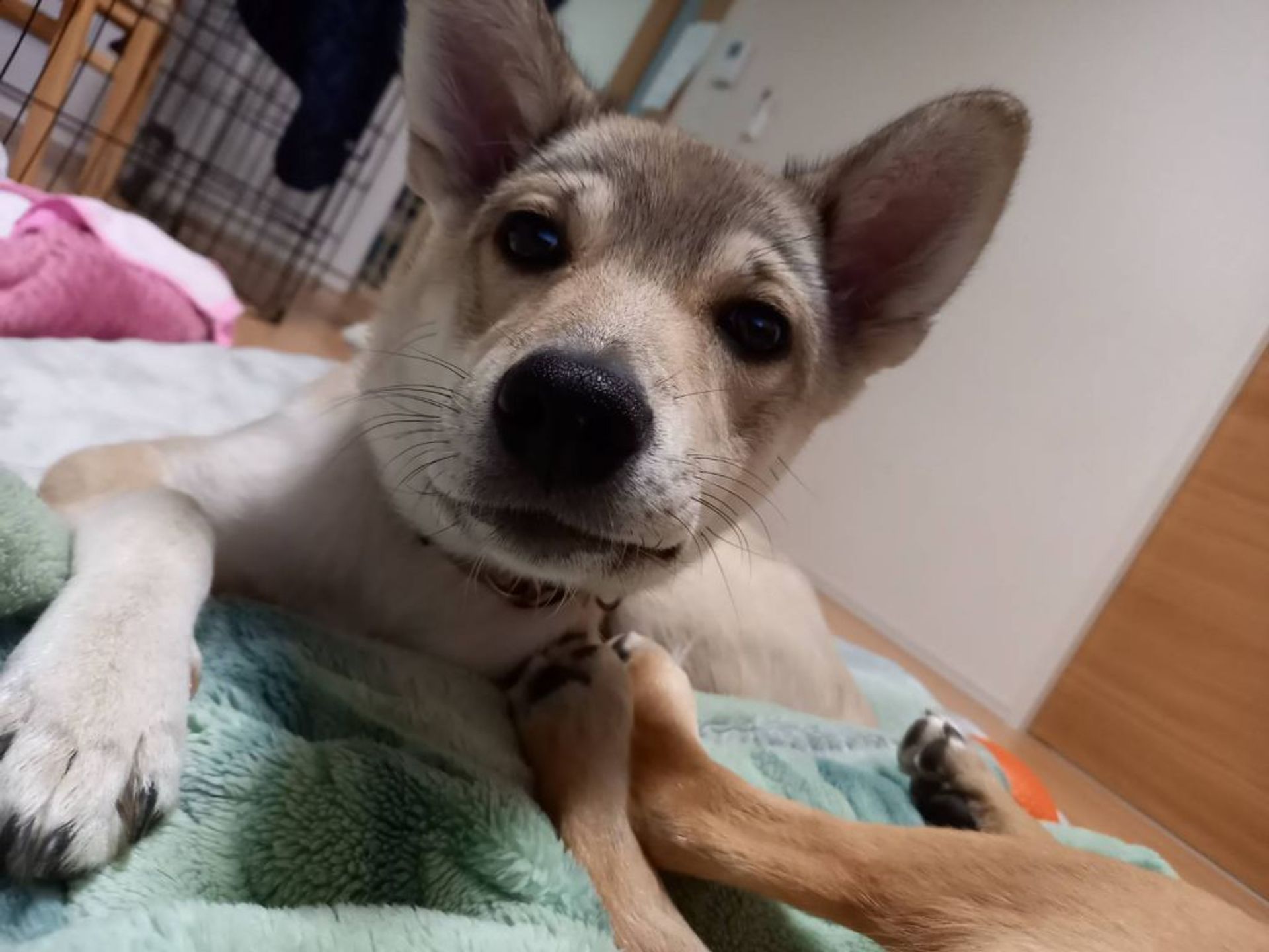 雑種（ミックス犬）・メスの里親募集の写真