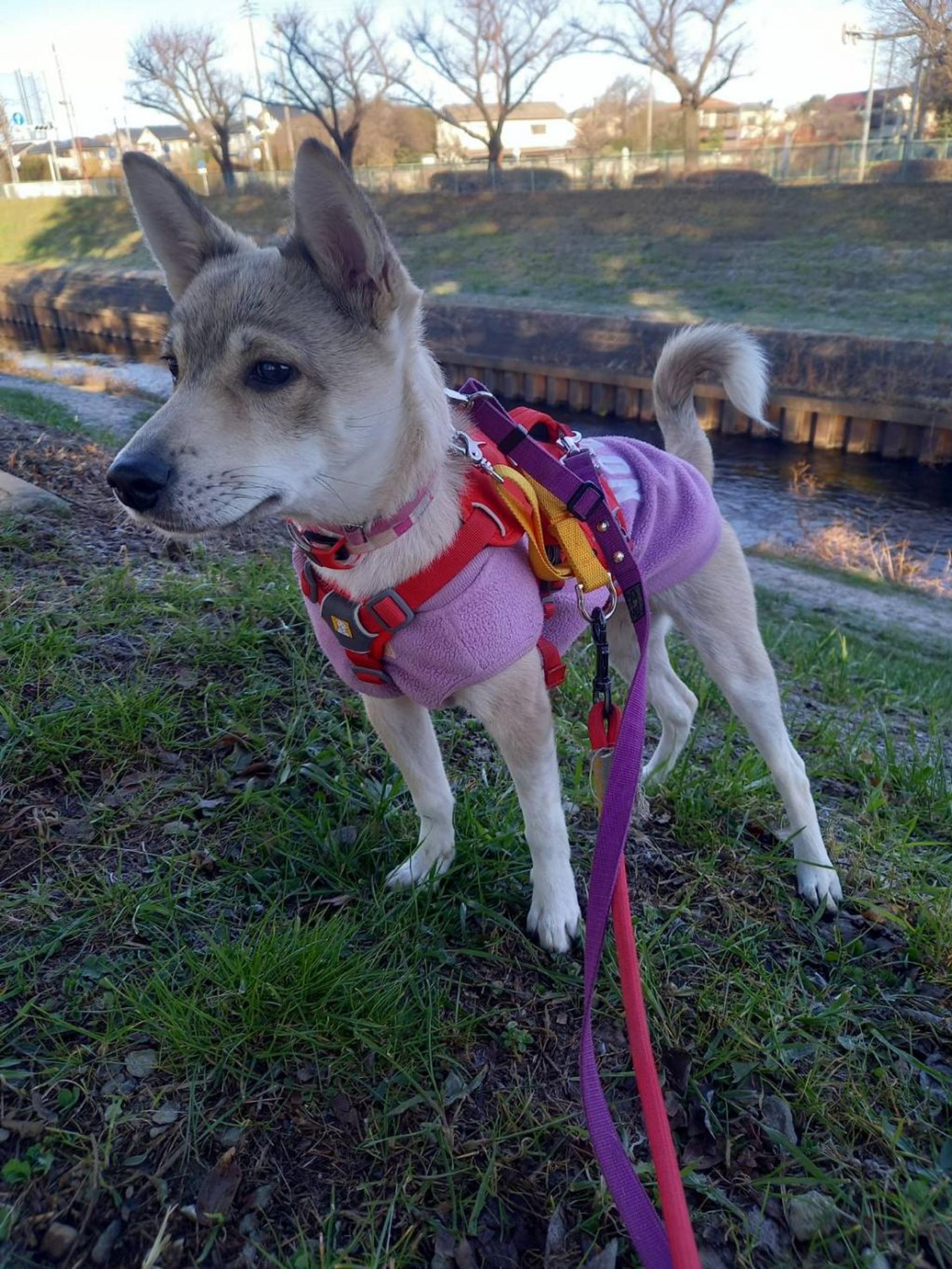 pet-image-2