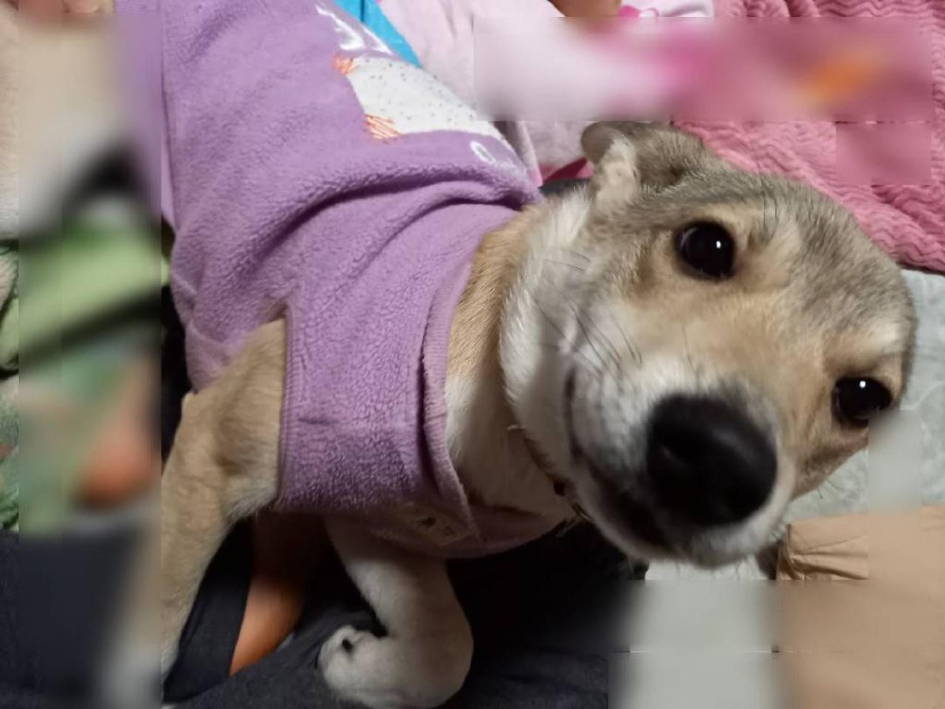 pet-image-3