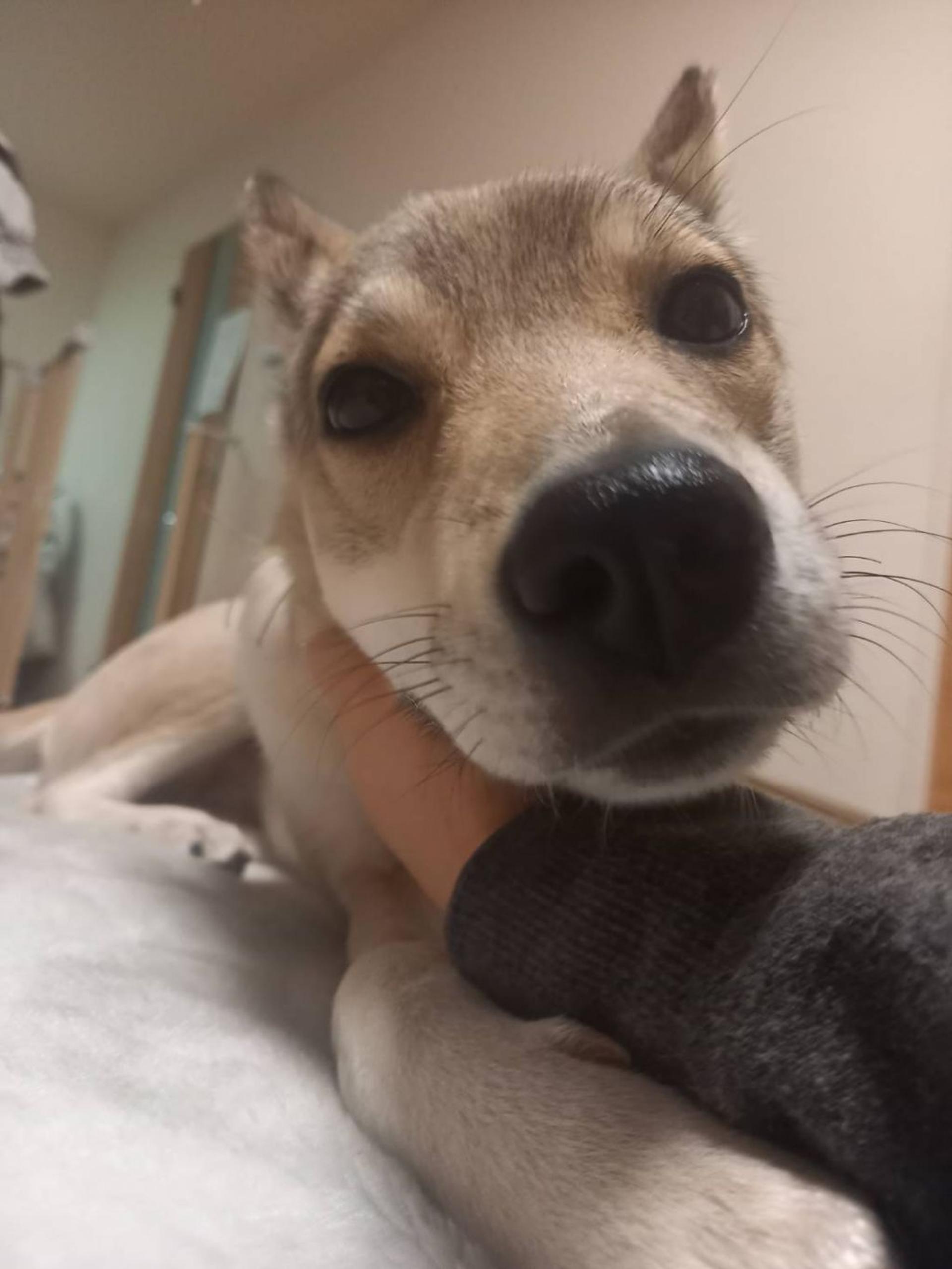 pet-image-5