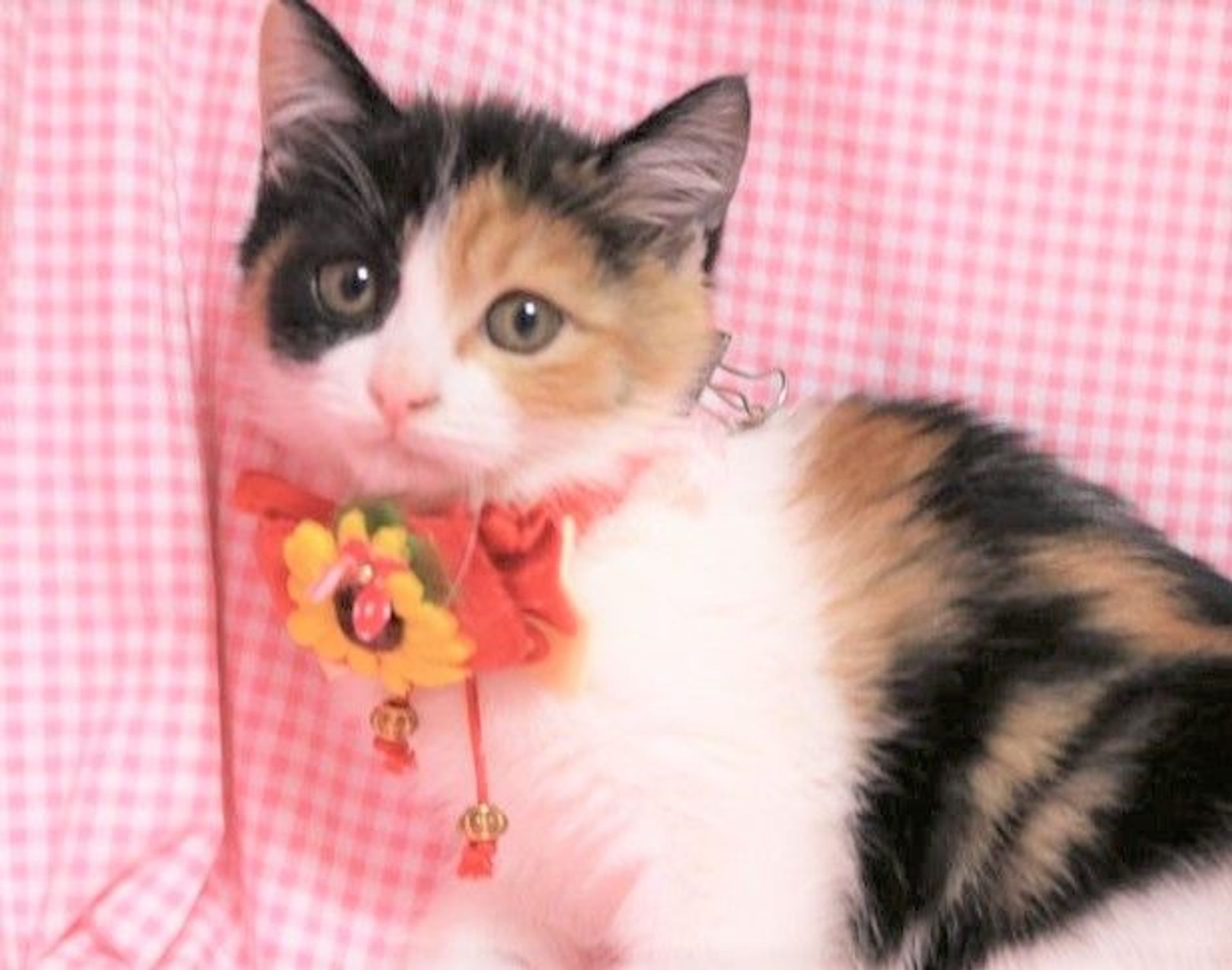 日本猫・メスの里親募集の写真