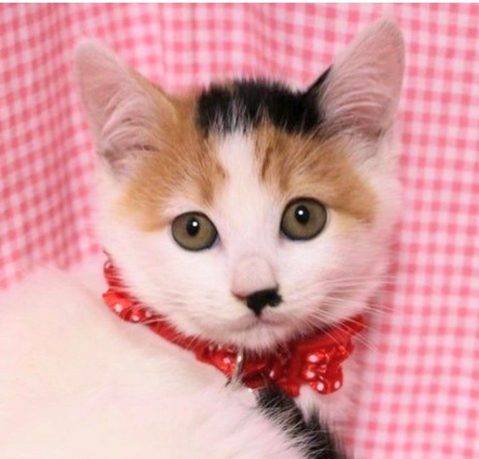 日本猫・メスの里親募集の写真