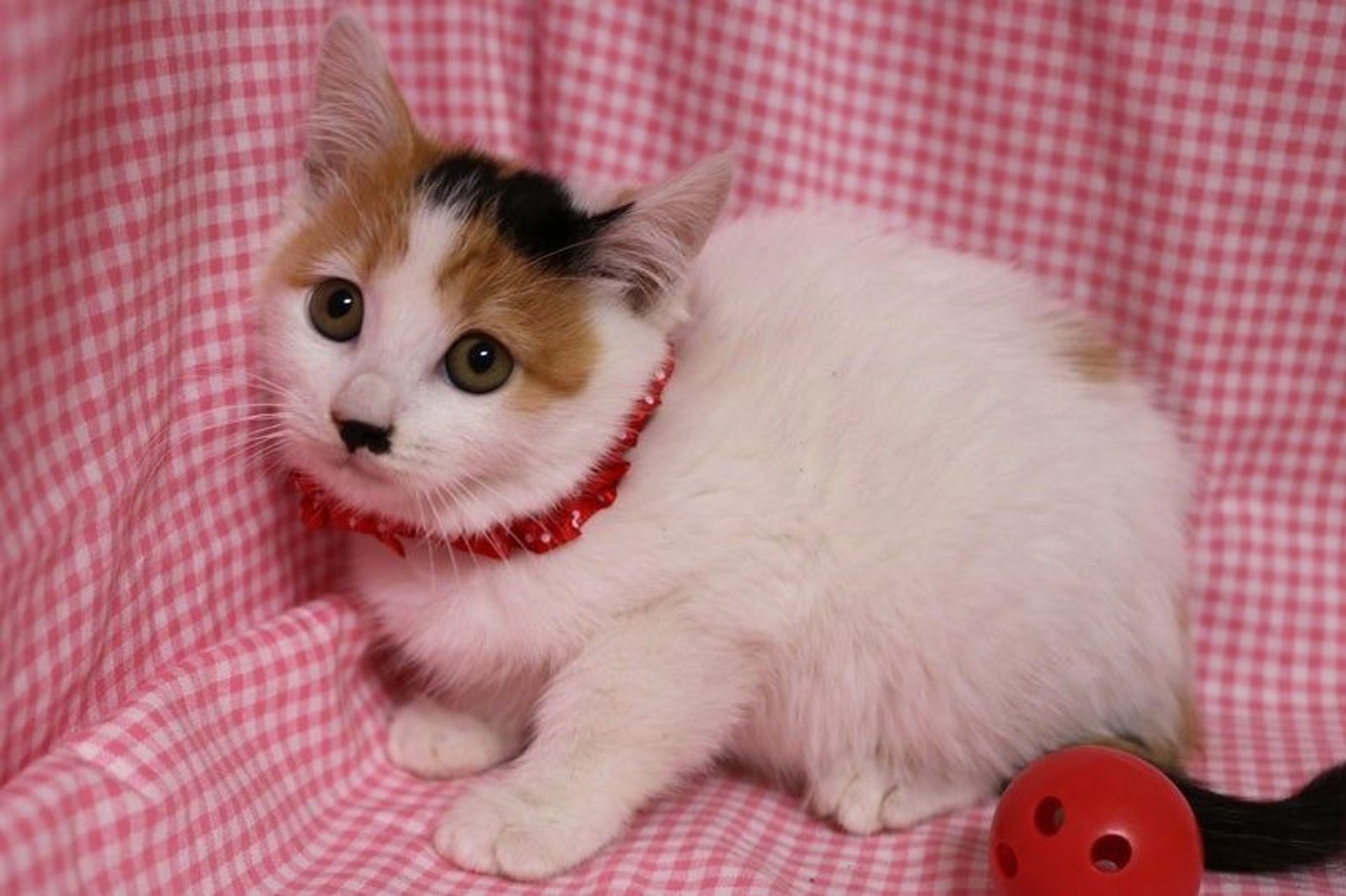 日本猫・メスの里親募集の写真