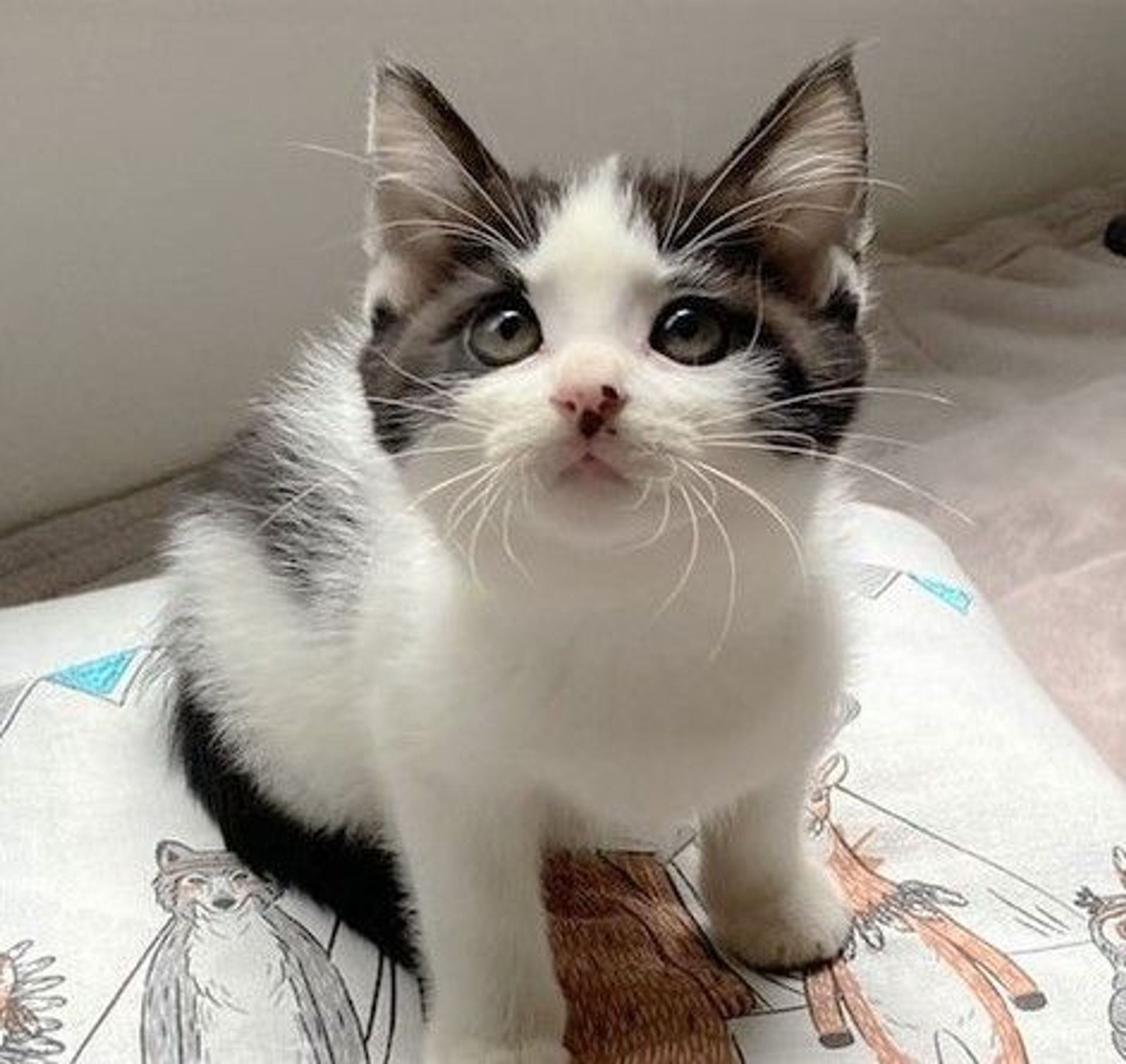 雑種（ミックス猫）・オスの里親募集の写真