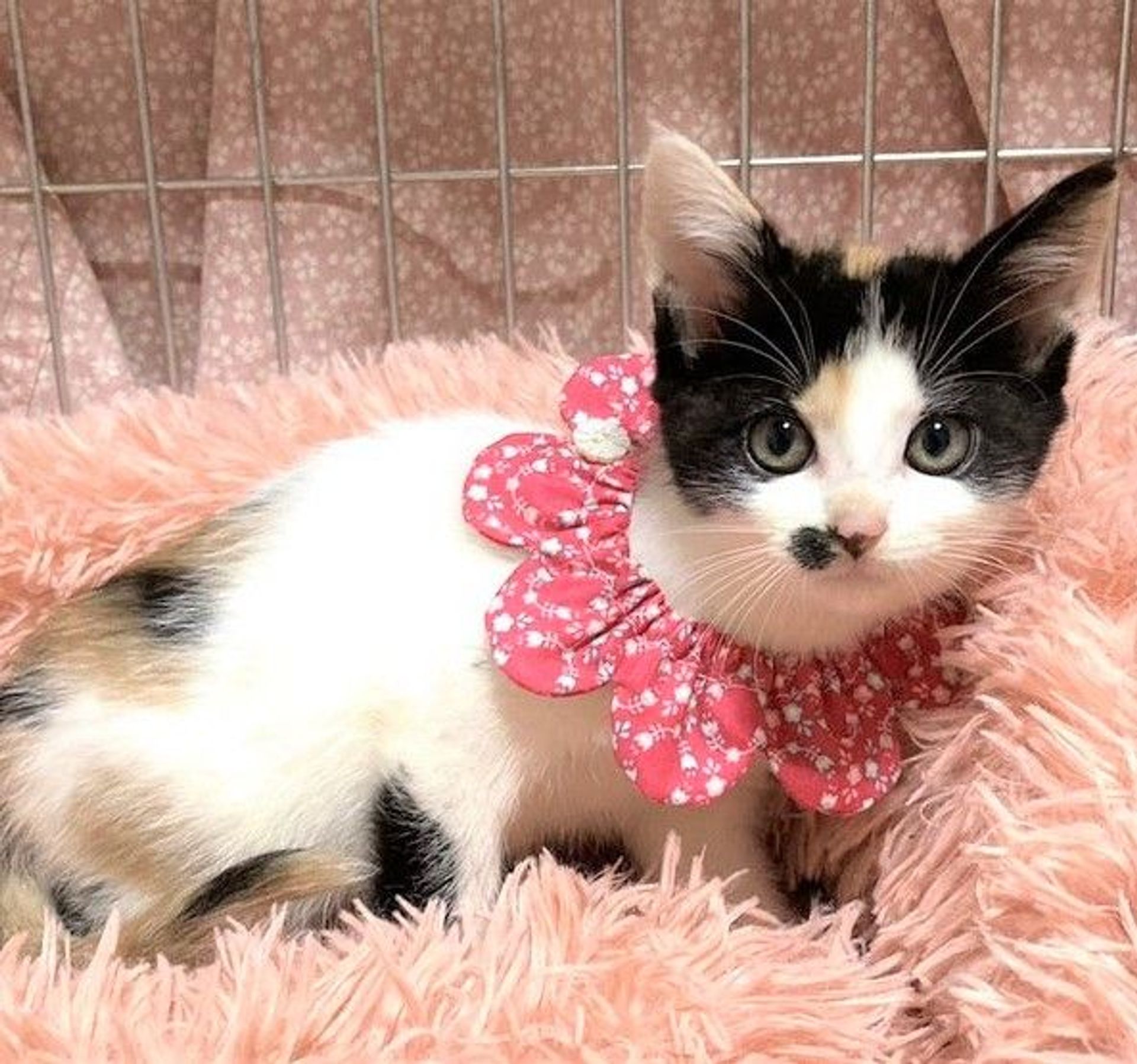 日本猫・メスの里親募集の写真