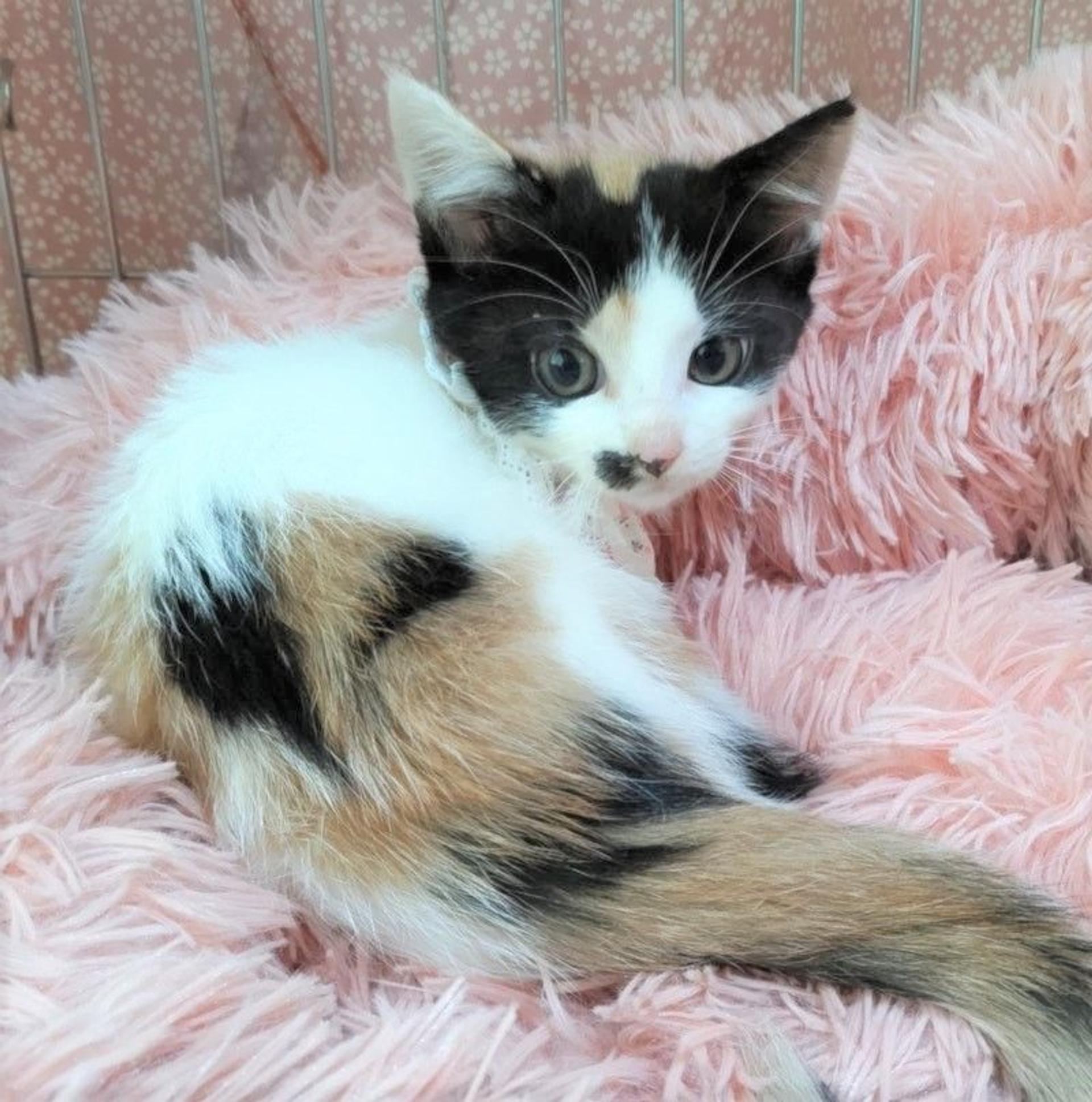 pet-image-2