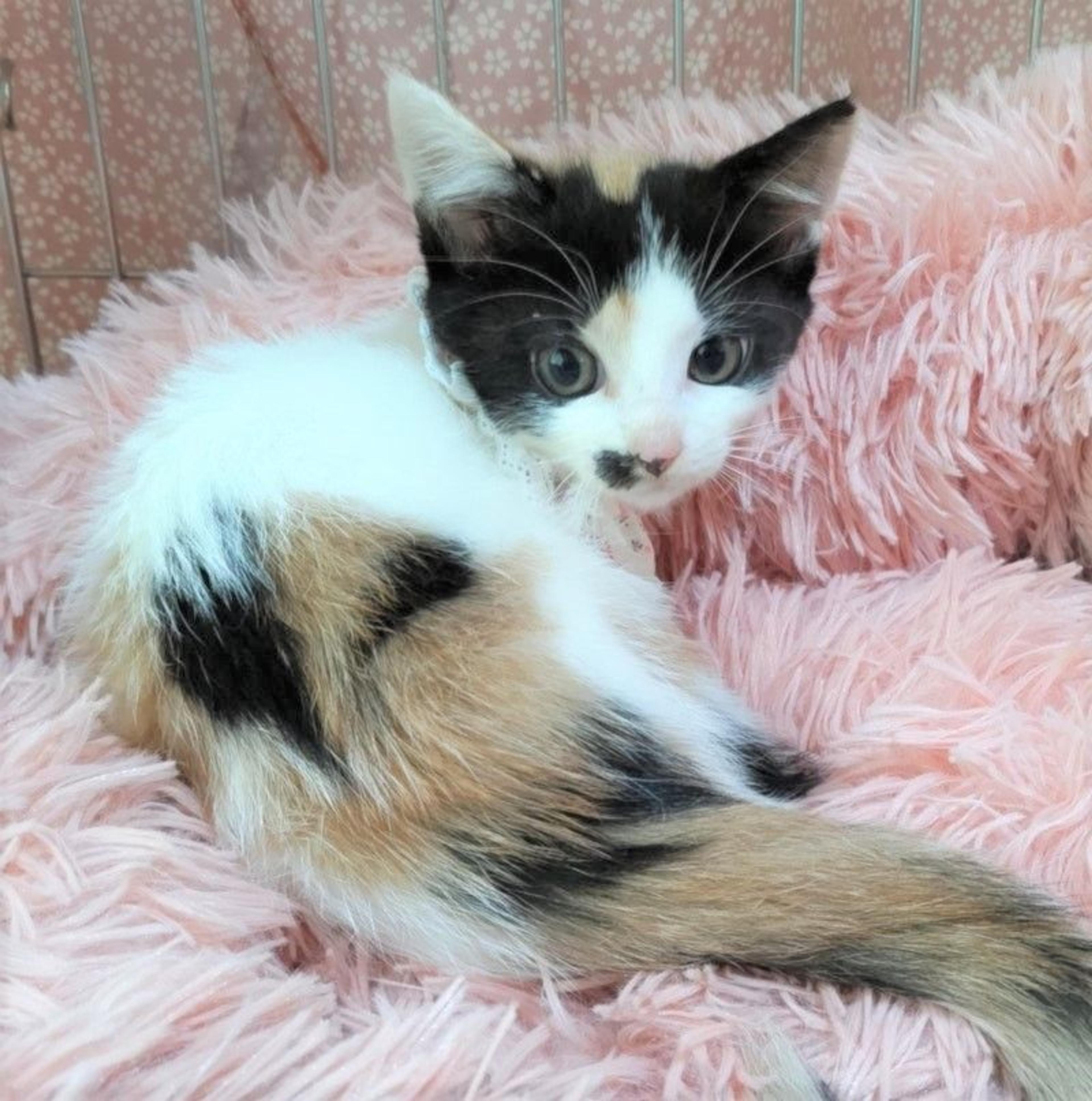 pet-image-2