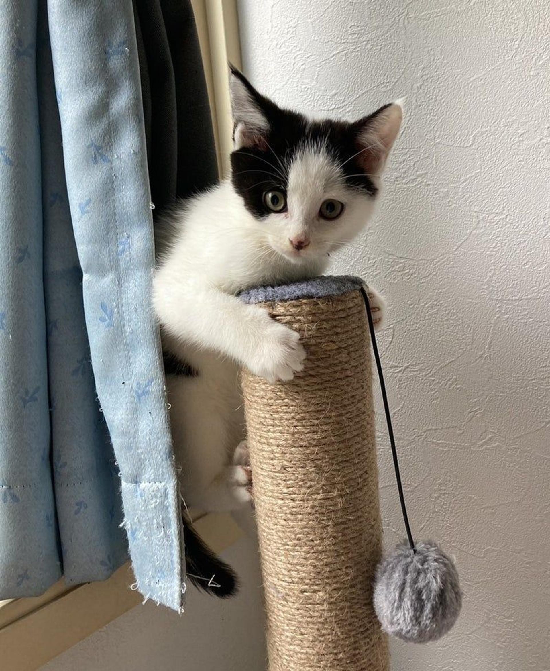 pet-image-2