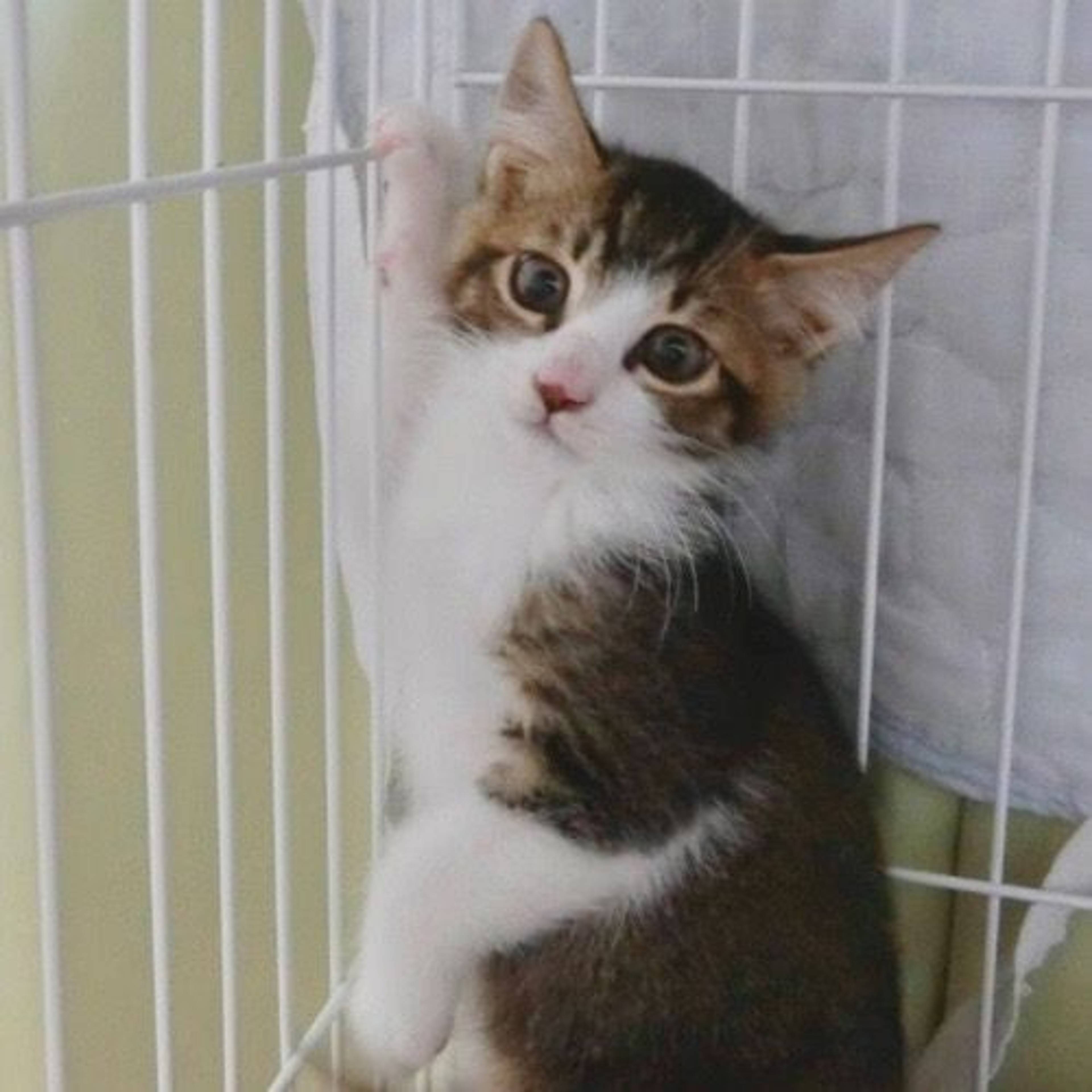 雑種（ミックス猫）・オスの里親募集の写真