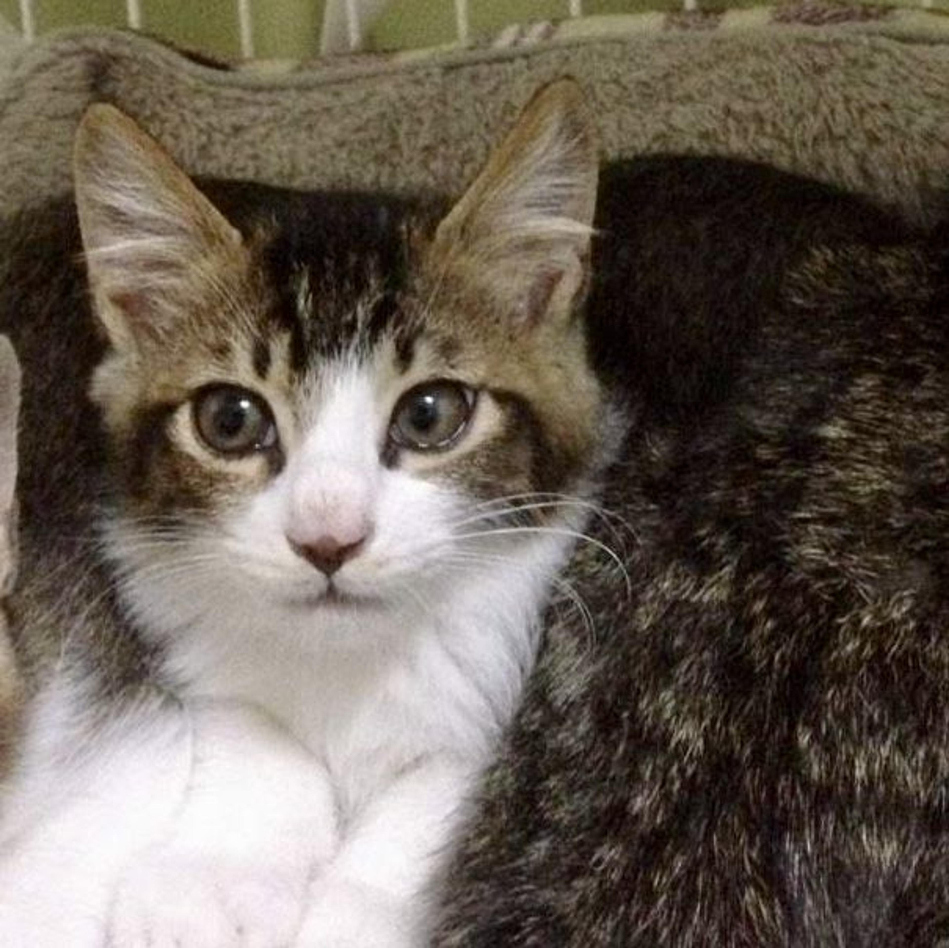 pet-image-3