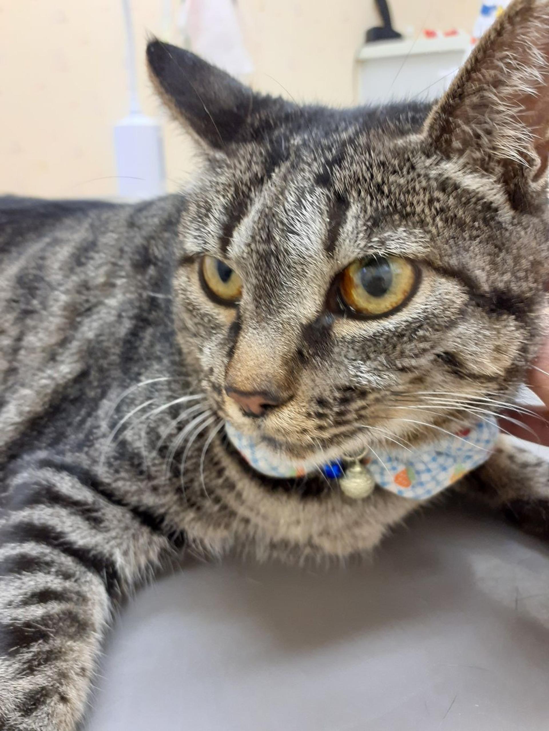 pet-image-5