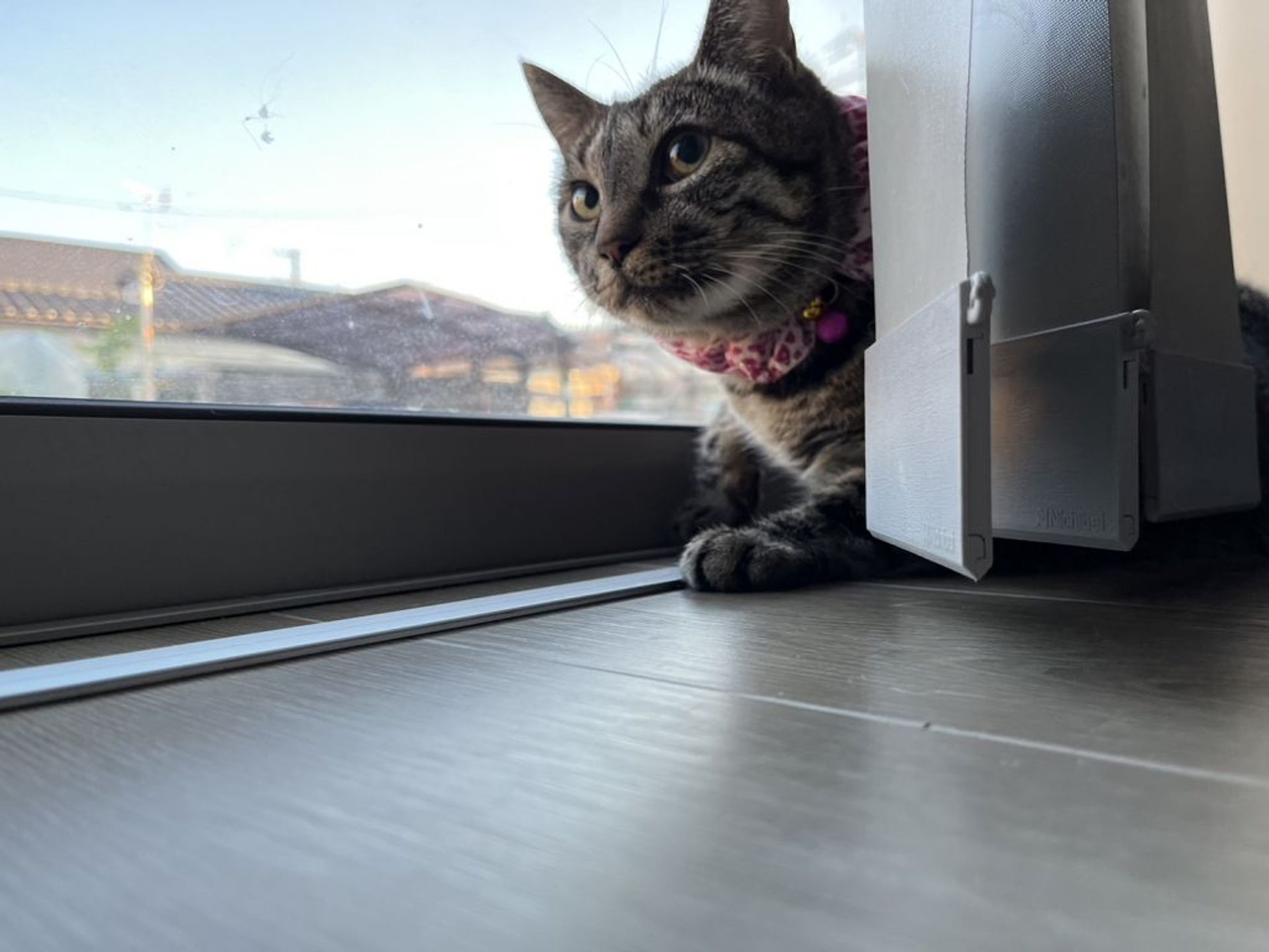雑種（ミックス猫）・メスの里親募集の写真