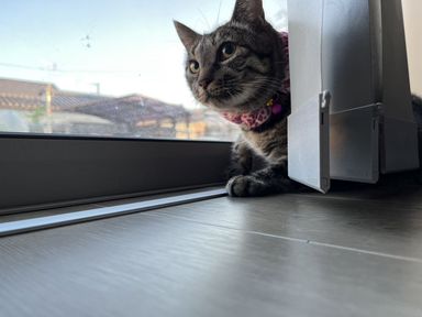 小梅の写真