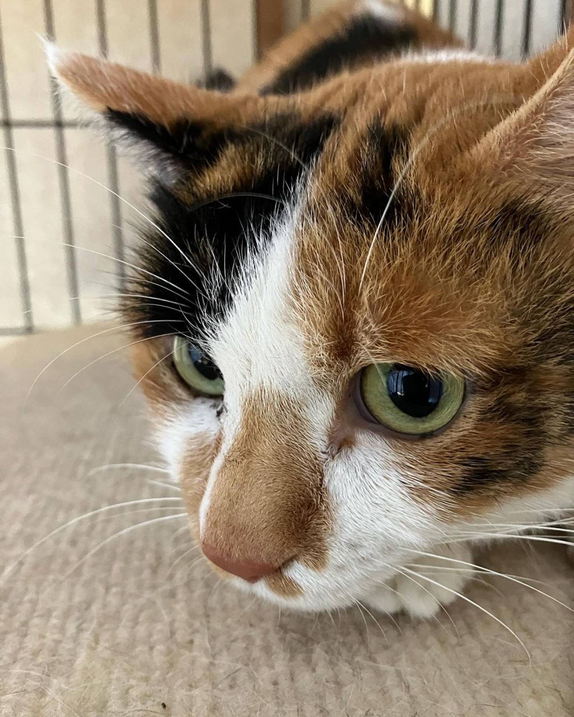 雑種（ミックス猫）・メスの里親募集の写真