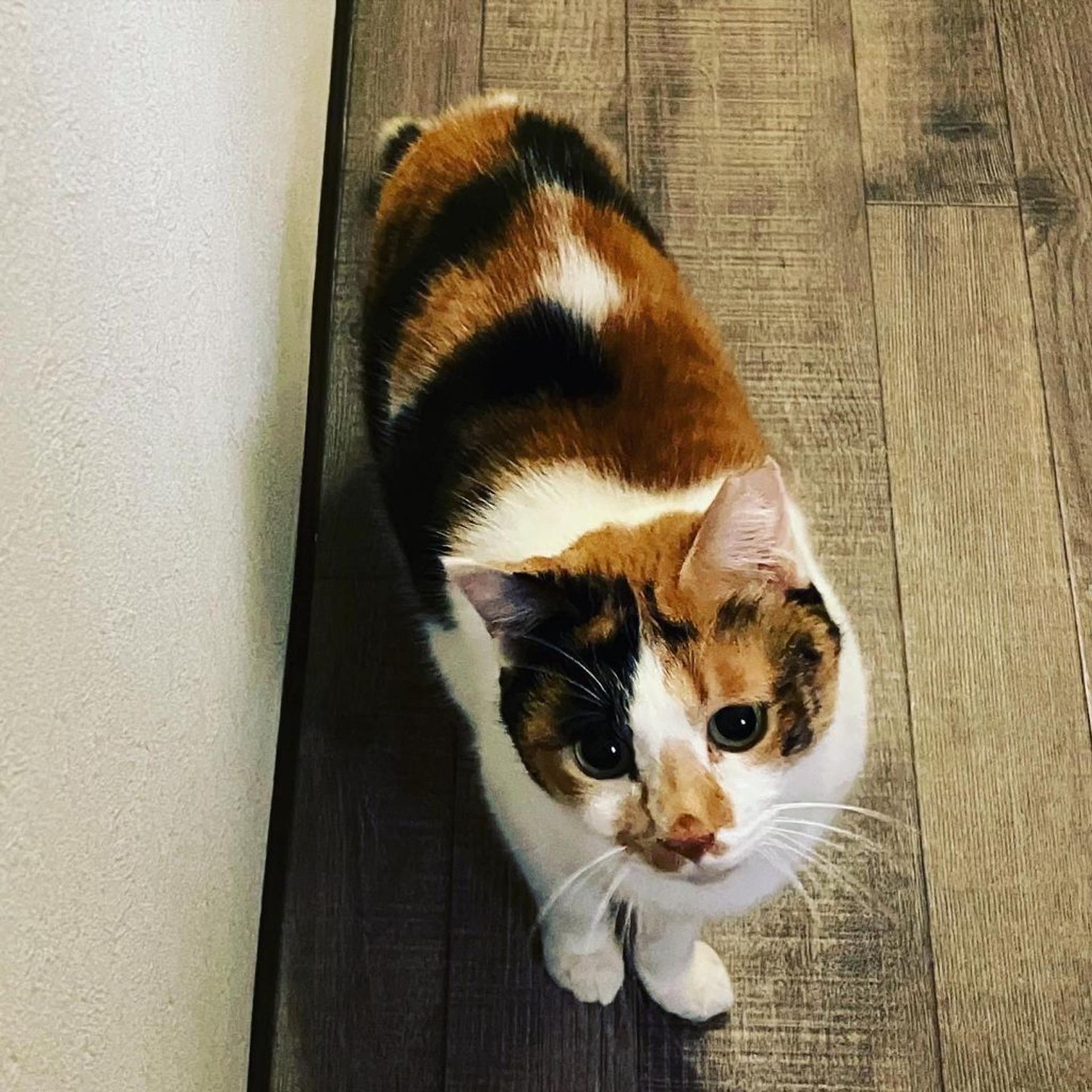 pet-image-3