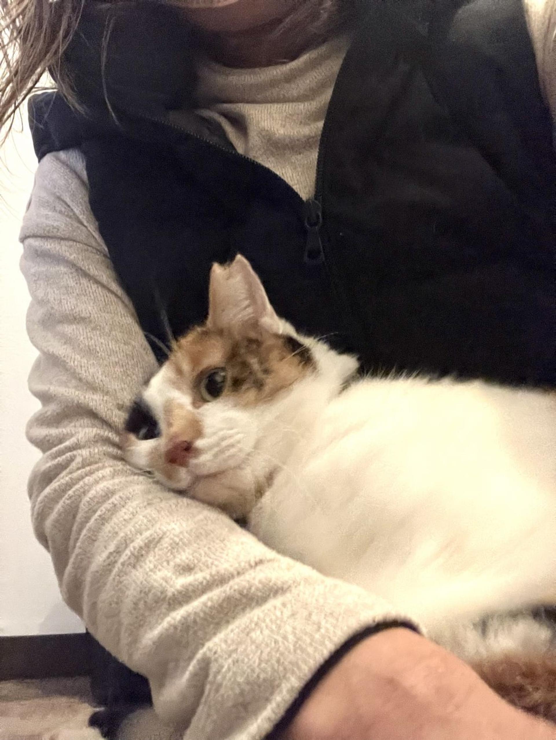 pet-image-5