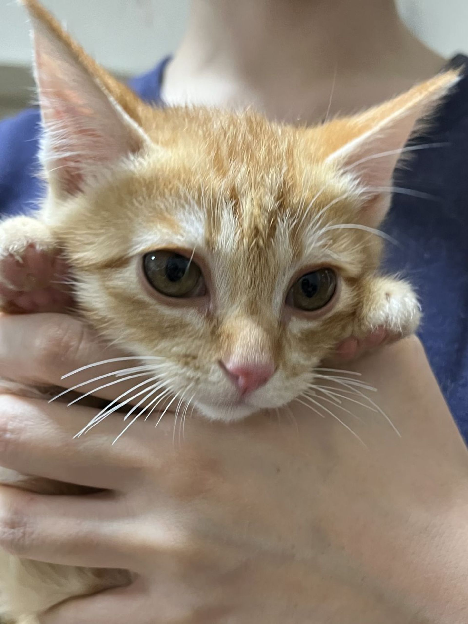 雑種（ミックス猫）・オスの里親募集の写真