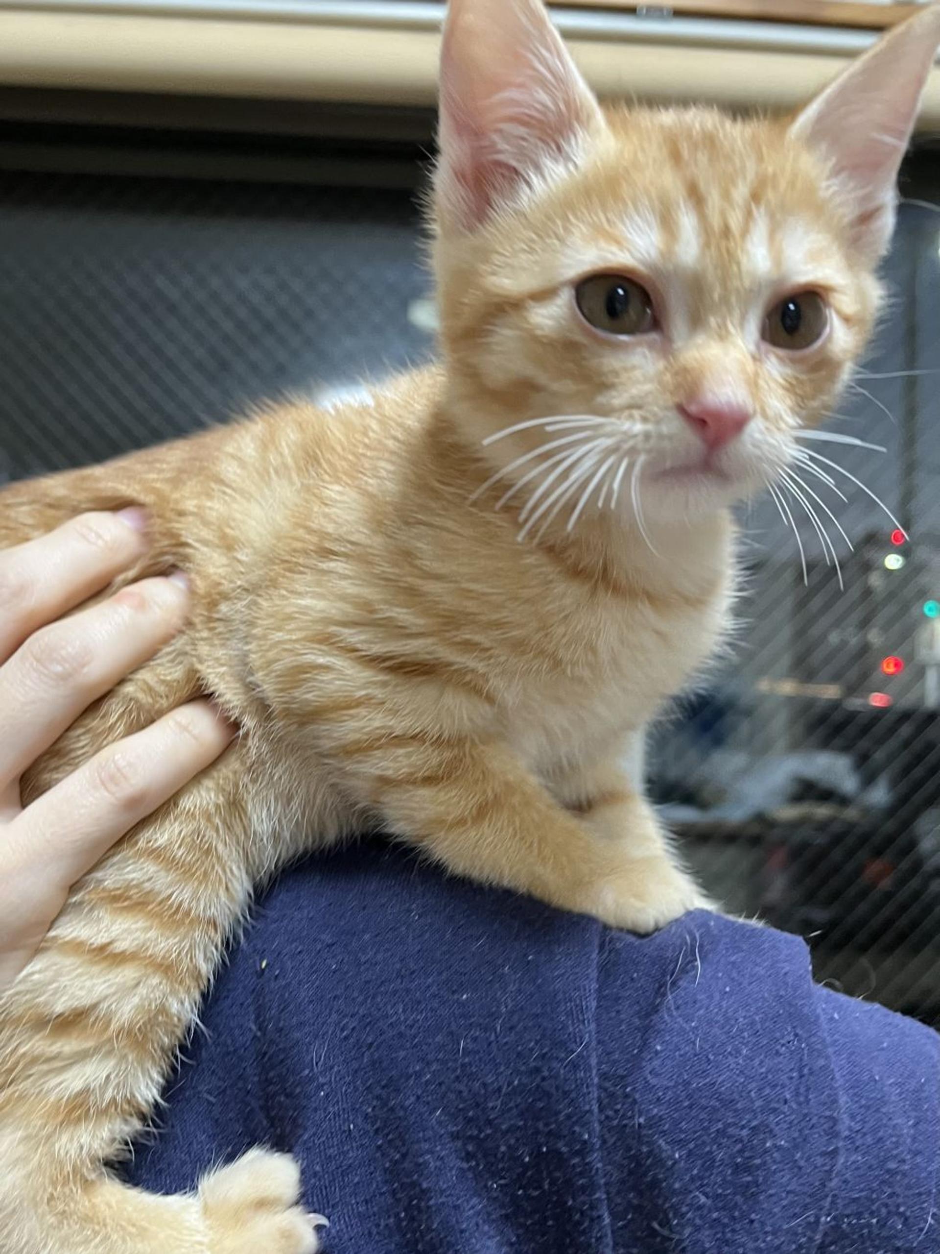 pet-image-2