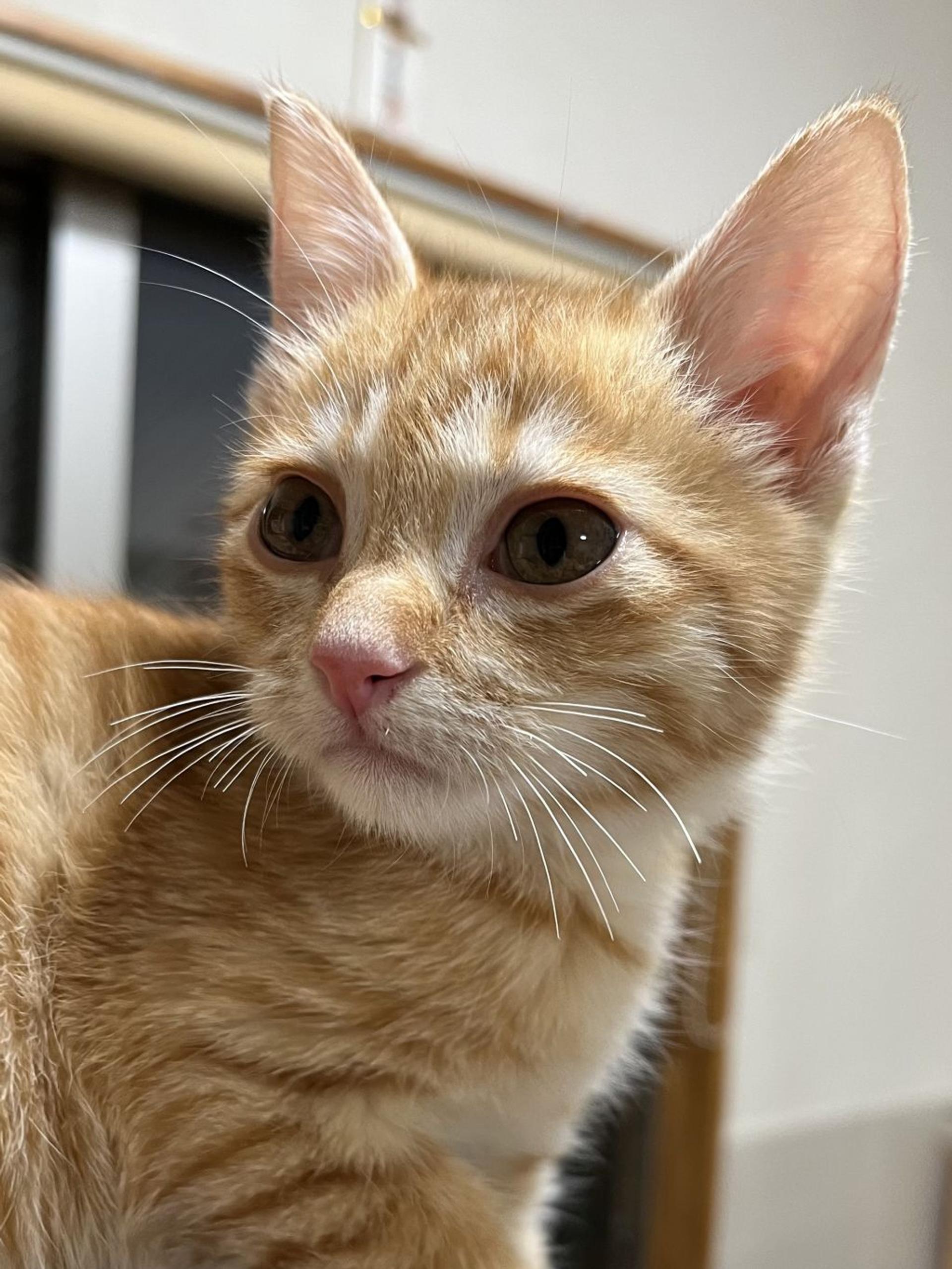 pet-image-3