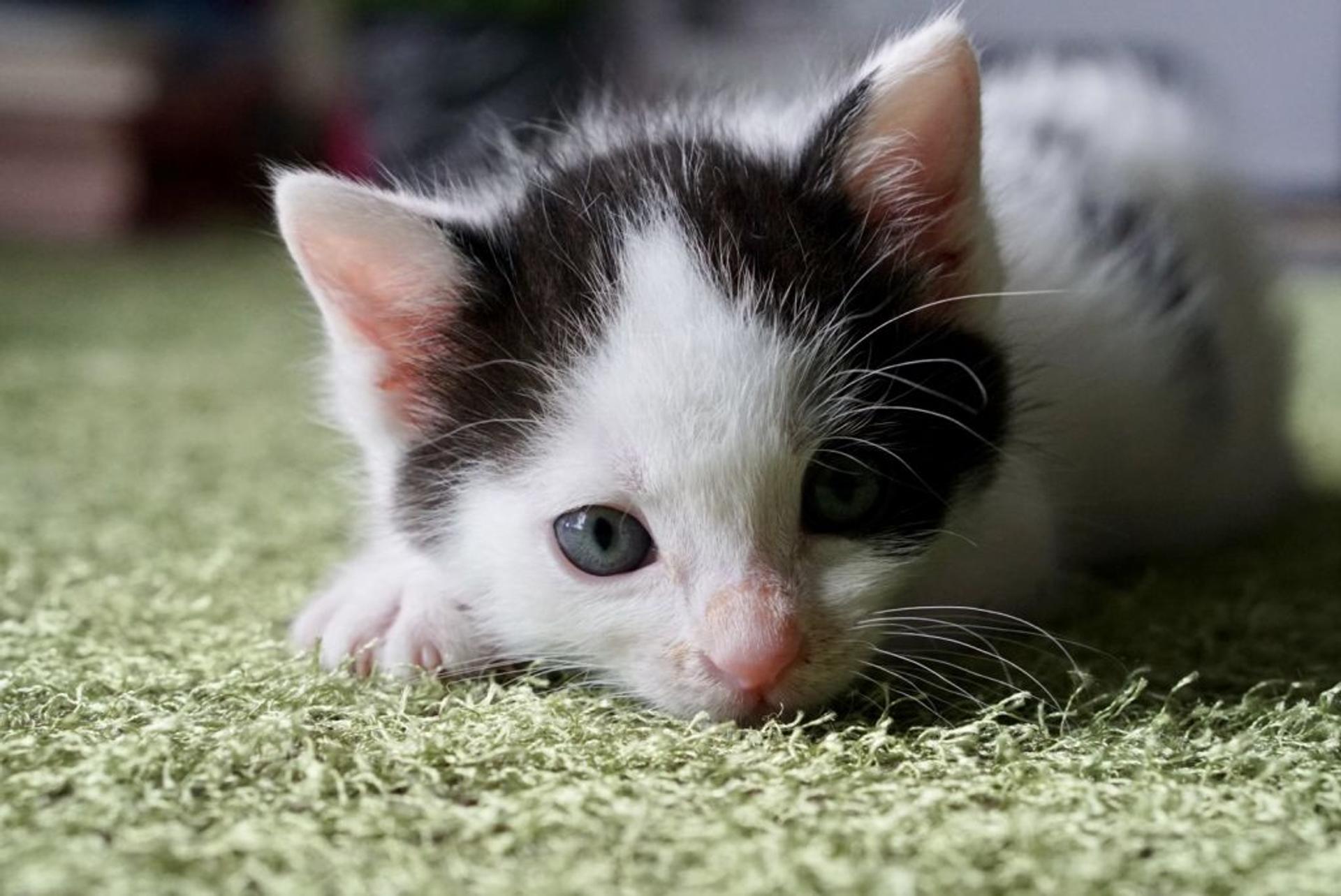 pet-image-3