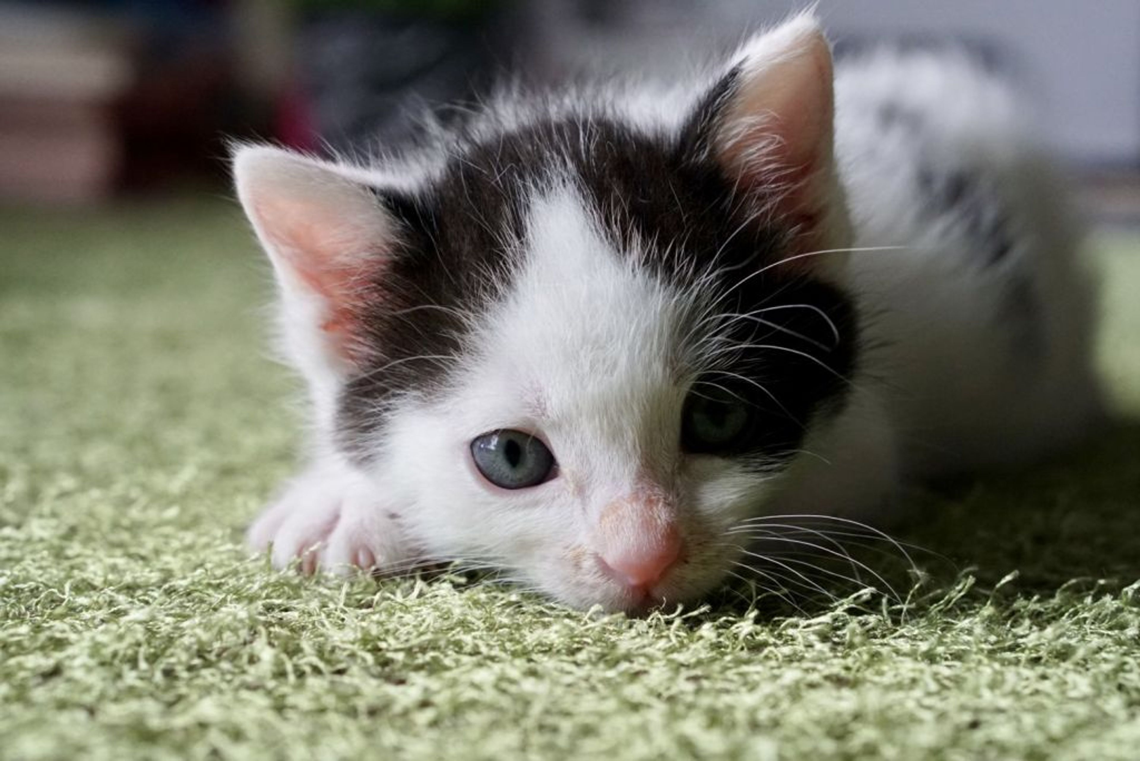 pet-image-3