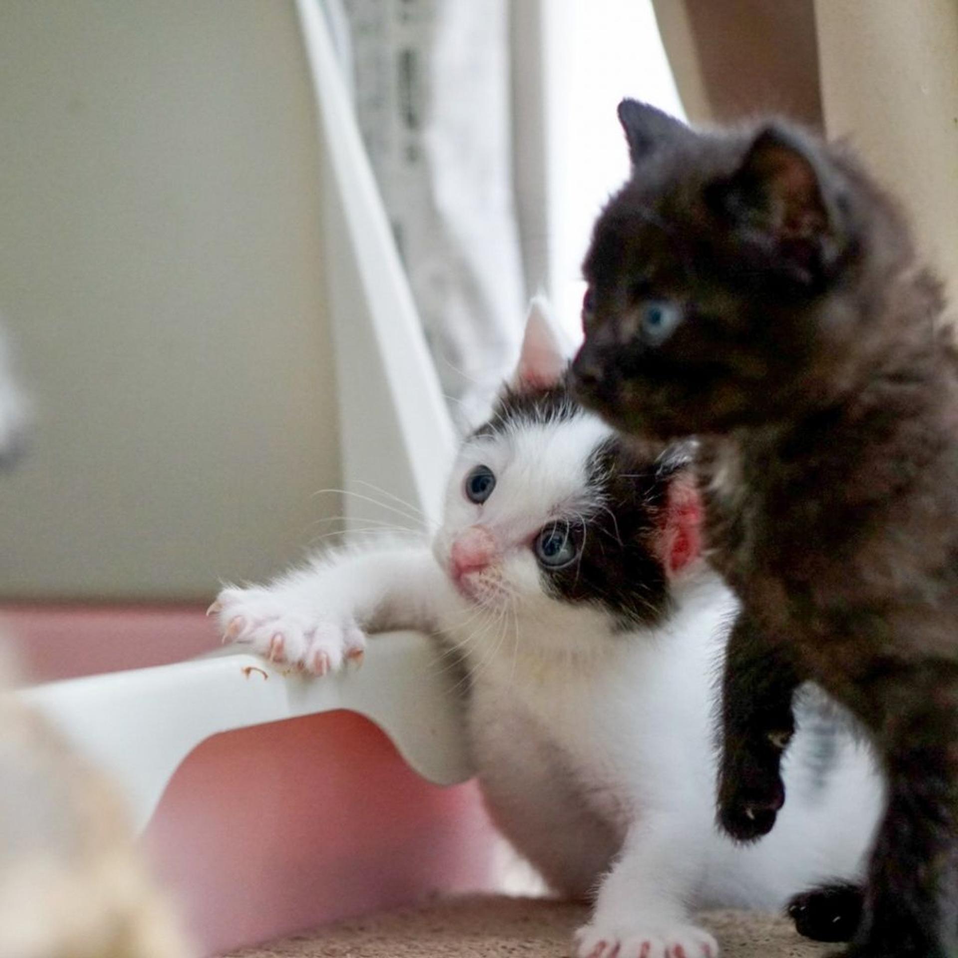 pet-image-5