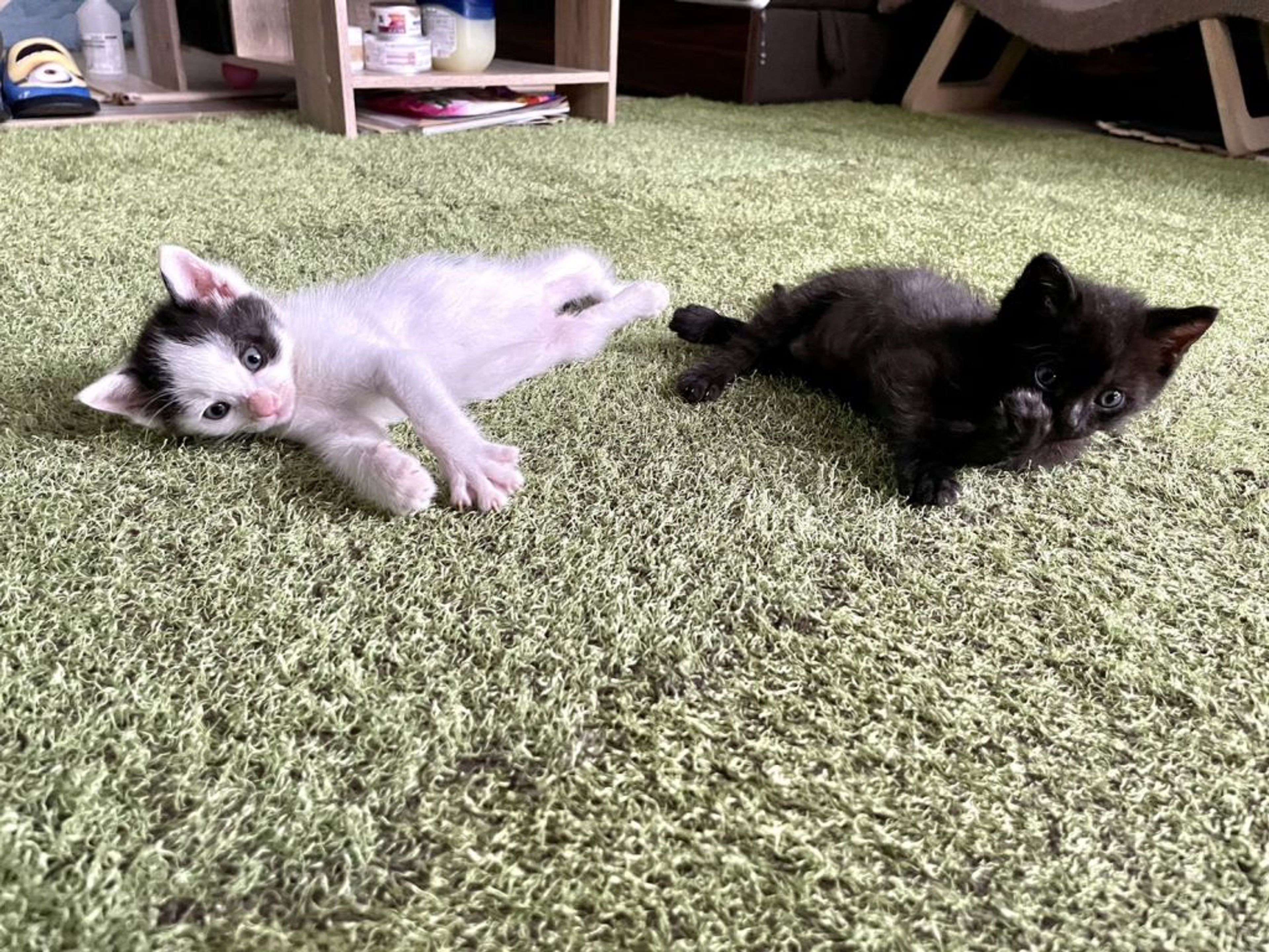 pet-image-7