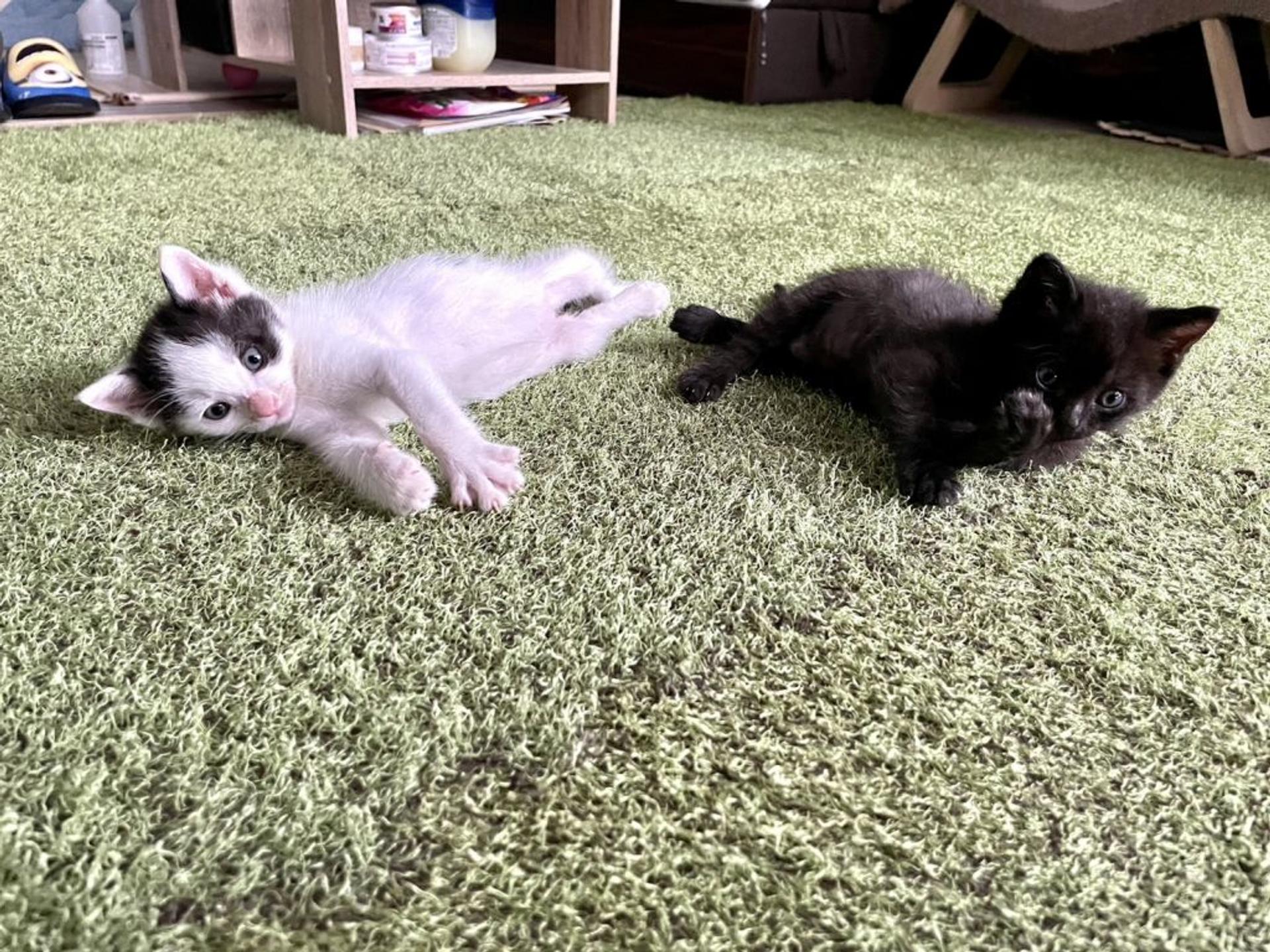 pet-image-4