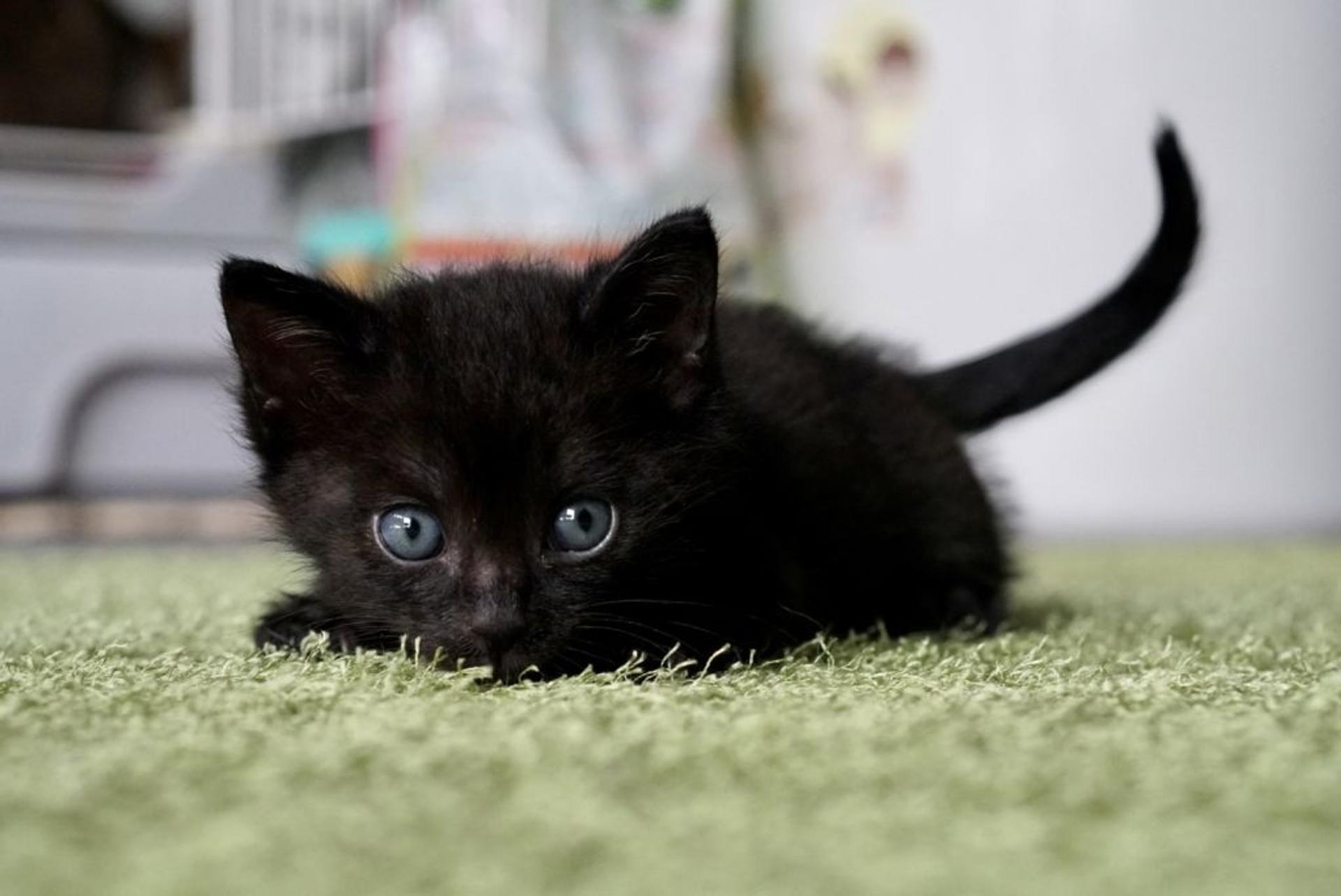 pet-image-5