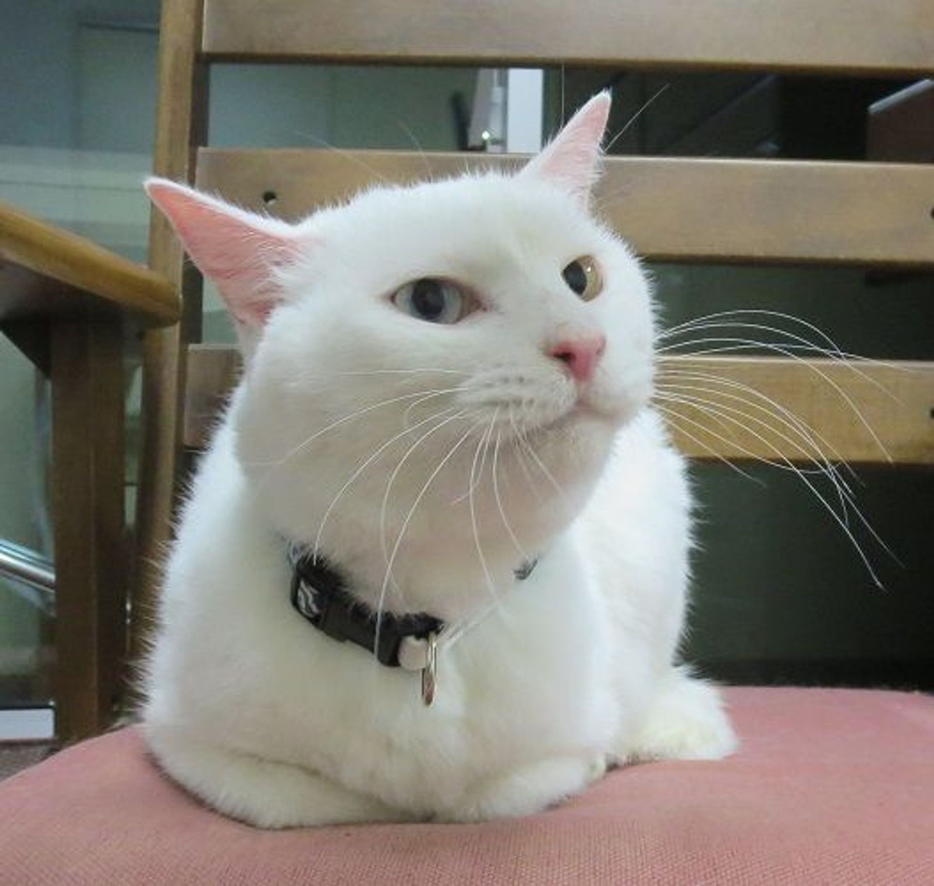 雑種（ミックス猫）・オスの里親募集の写真