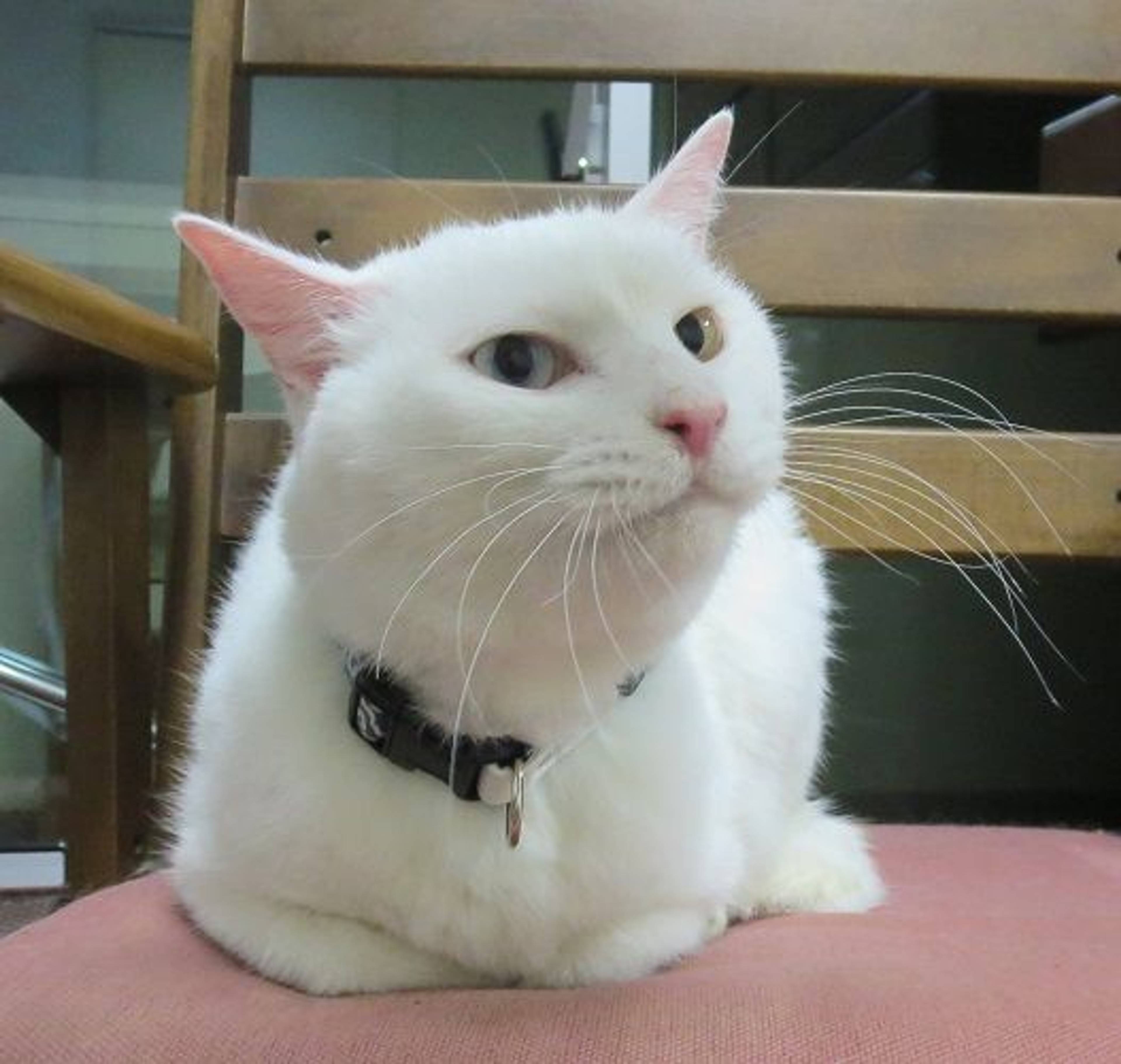 雑種（ミックス猫）・オスの里親募集の写真