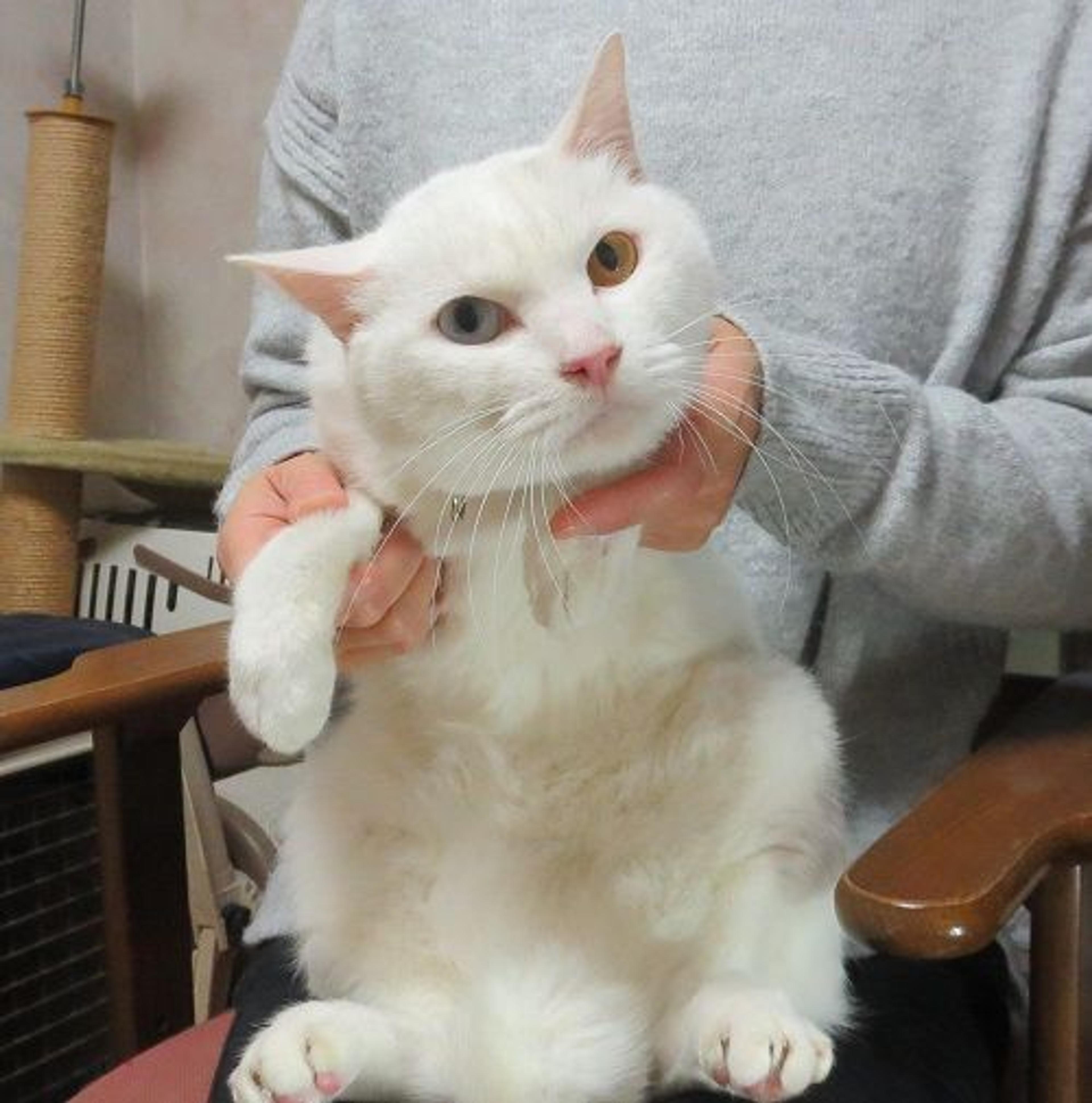 pet-image-3